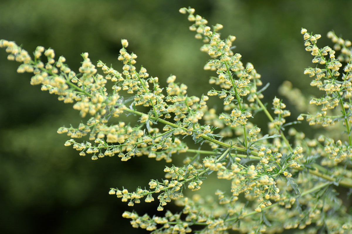 1000 SWEET WORMWOOD Artemisia Annua Sweet Annie Mugwort Sagewort Fragrant Herb Seeds