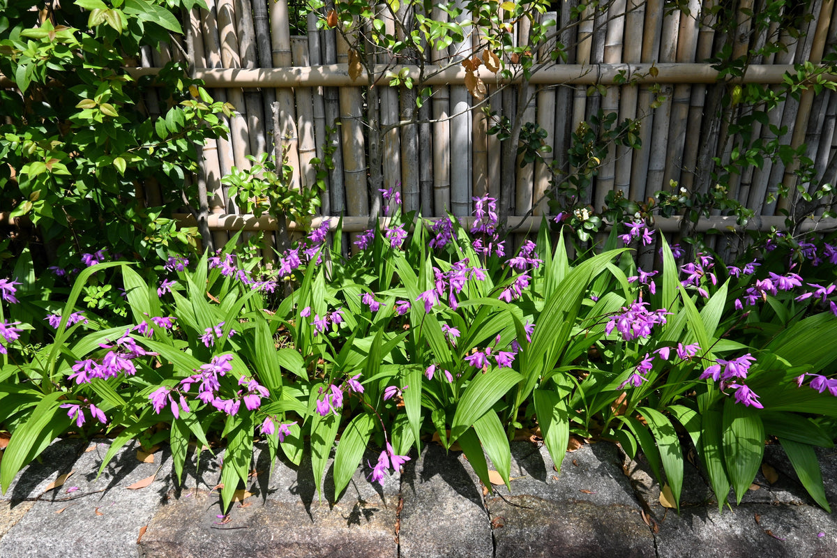 50 Hardy CHINESE GROUND ORCHID Bletilla Striata Purple Flower Seeds