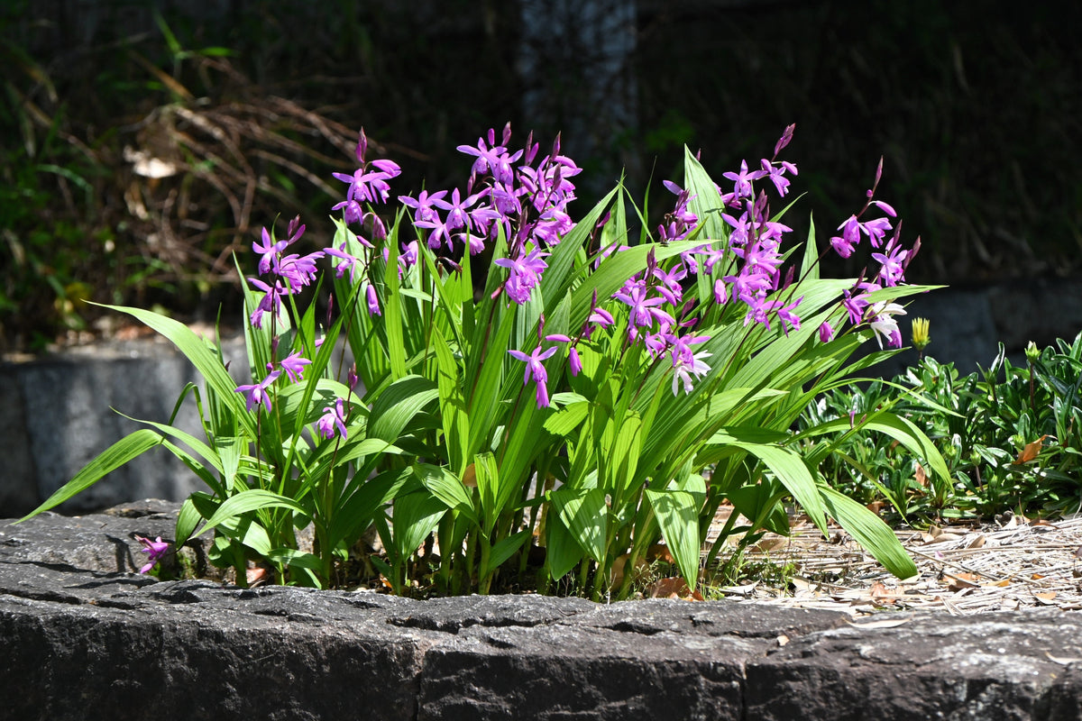 50 Hardy CHINESE GROUND ORCHID Bletilla Striata Purple Flower Seeds