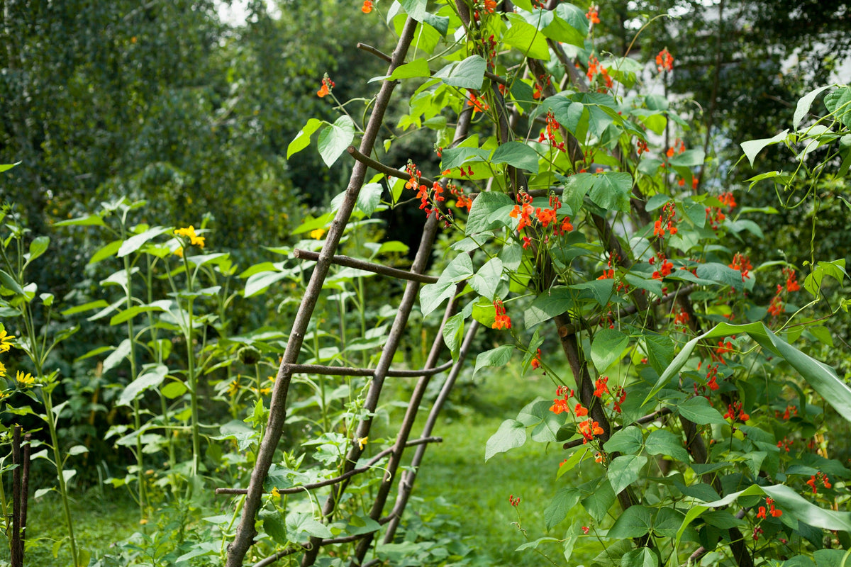 25 SCARLET RUNNER Pole BEAN Ornamental Red Flowers Phaseolus Vulgaris Vegetable Seeds
