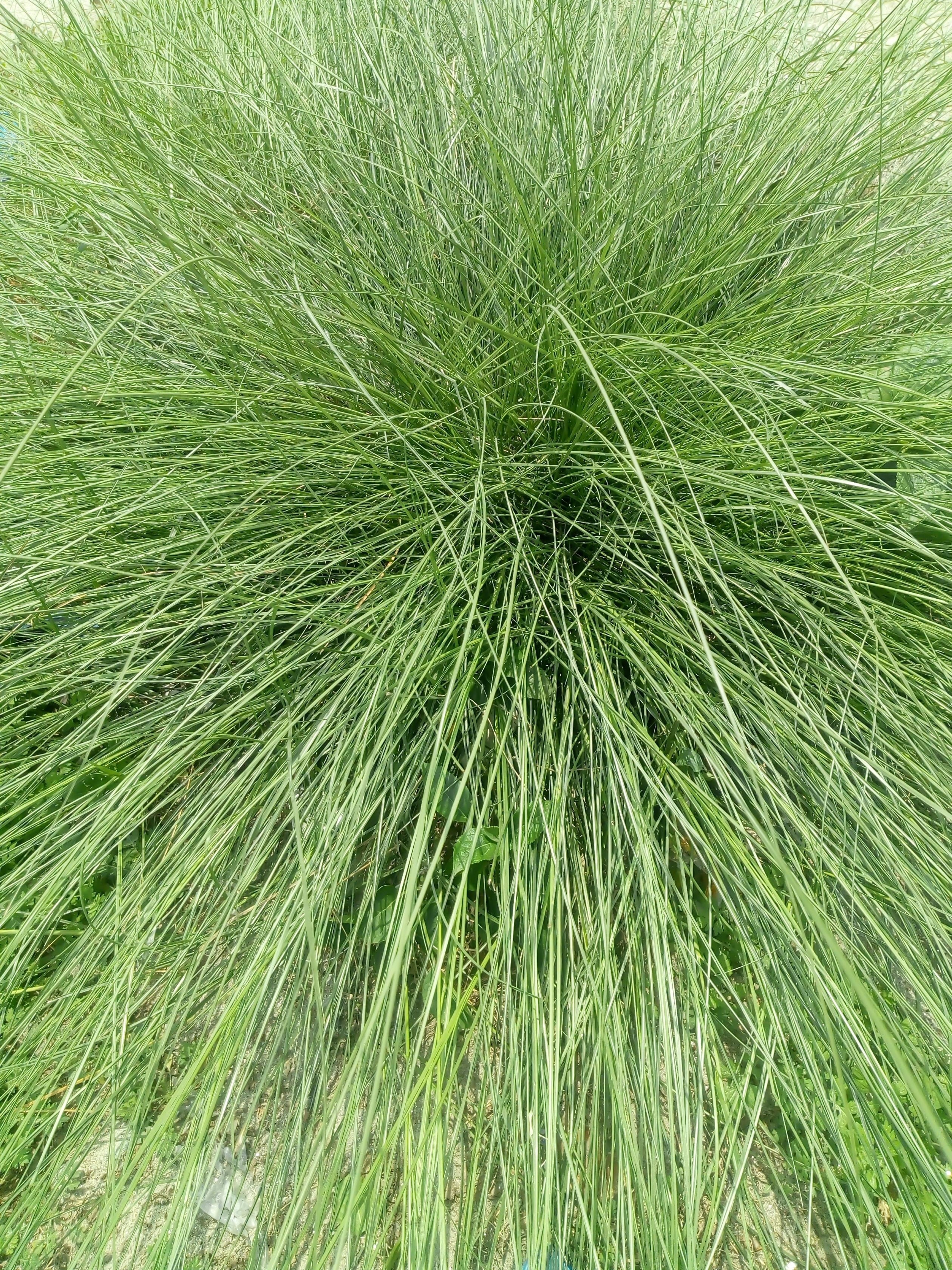 200 PRAIRIE DROPSEED Ornamental Native Grass Sporobolus Heterolepis Seeds