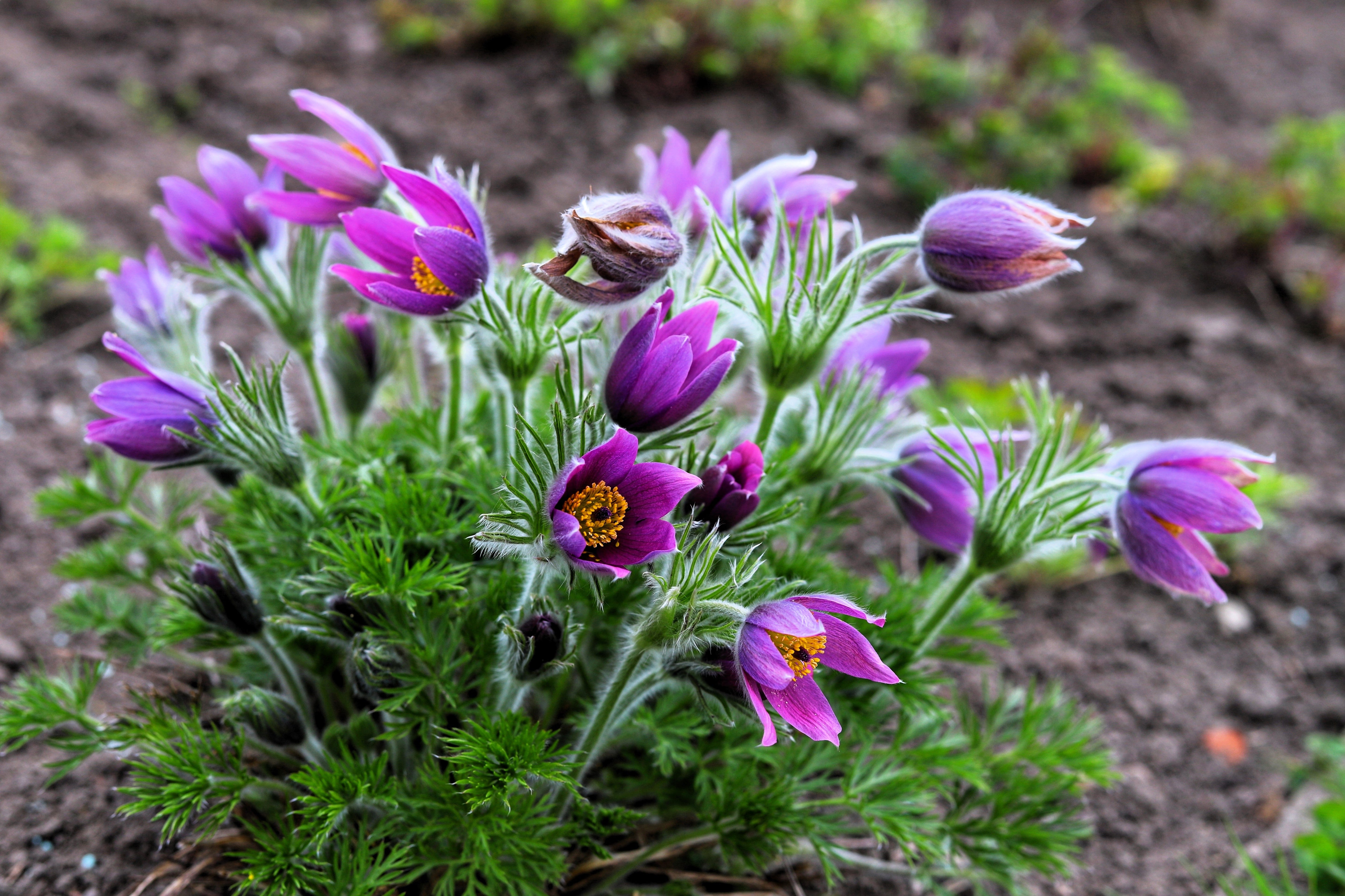 25 VIOLET ANEMONE Pulsatilla Vulgaris Purple PASQUE Flower Seeds