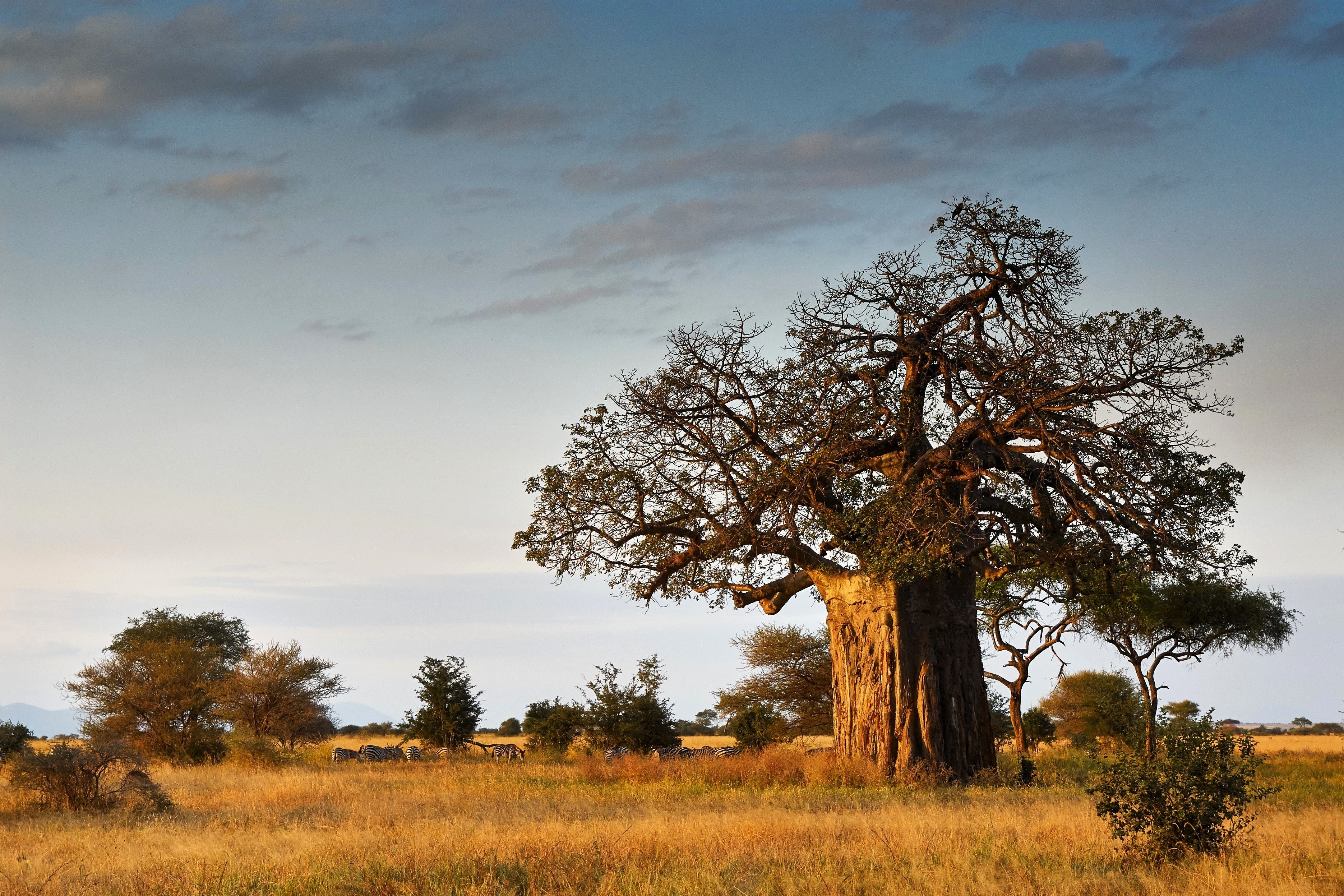 1000 BULK African BAOBAB TREE Adansonia Digitata Monkey Bread Judas Fruit Seeds