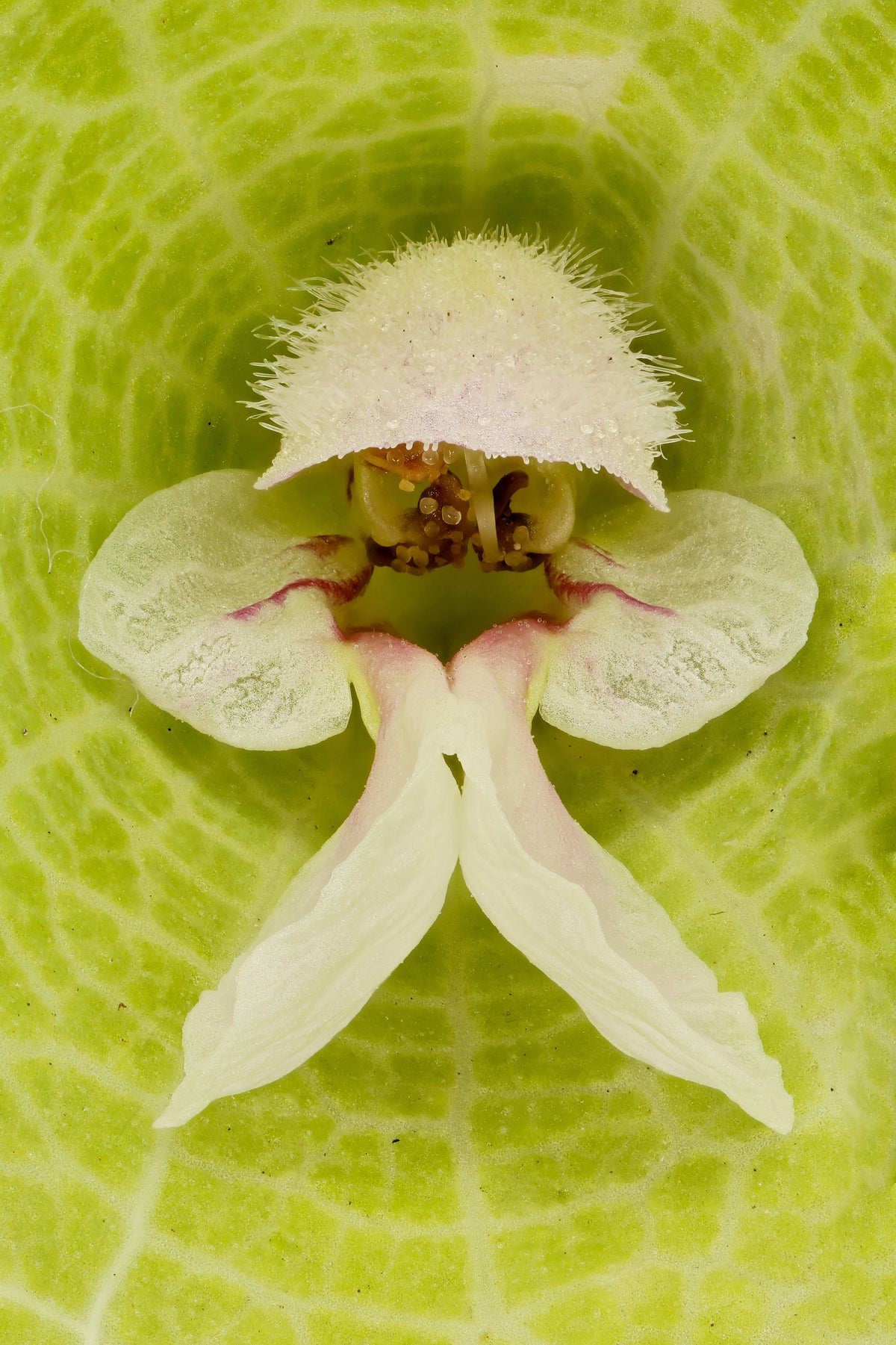 150 BELLS OF IRELAND ( Lady In The Bathtub / Shell Flower ) Moluccella Laevis Green Flower Seeds