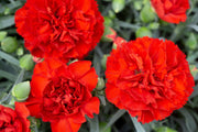 50 SCARLET RED CARNATION Dianthus Caryophyllus Grenadin Double Flower Seeds