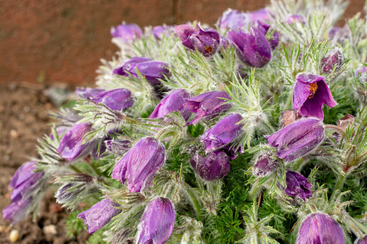 25 VIOLET ANEMONE Pulsatilla Vulgaris Purple PASQUE Flower Seeds