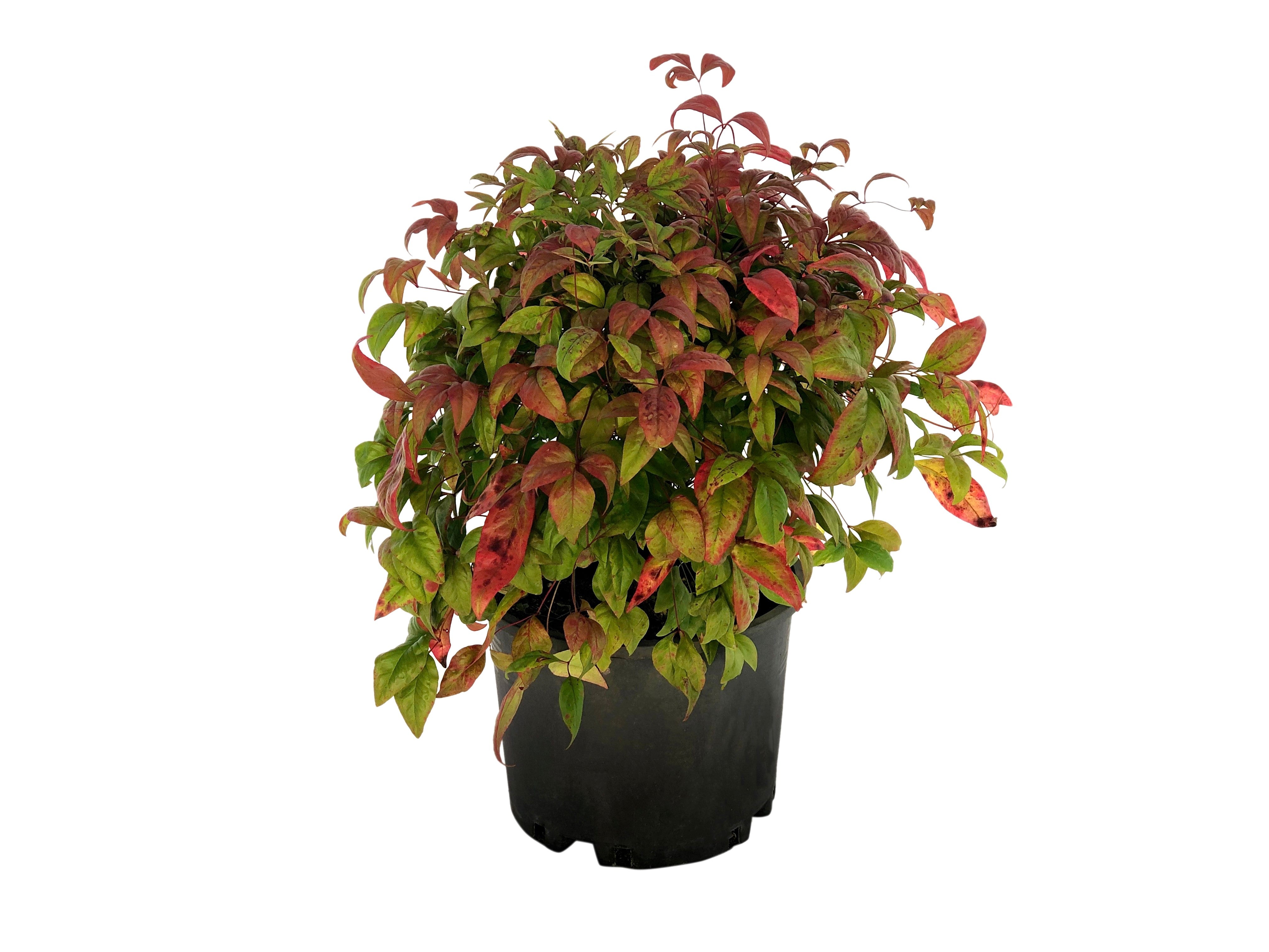 15 DWARF SACRED BAMBOO Heavenly Nandina Domestica Nana Pink Red Sun Shade Shrub Seeds