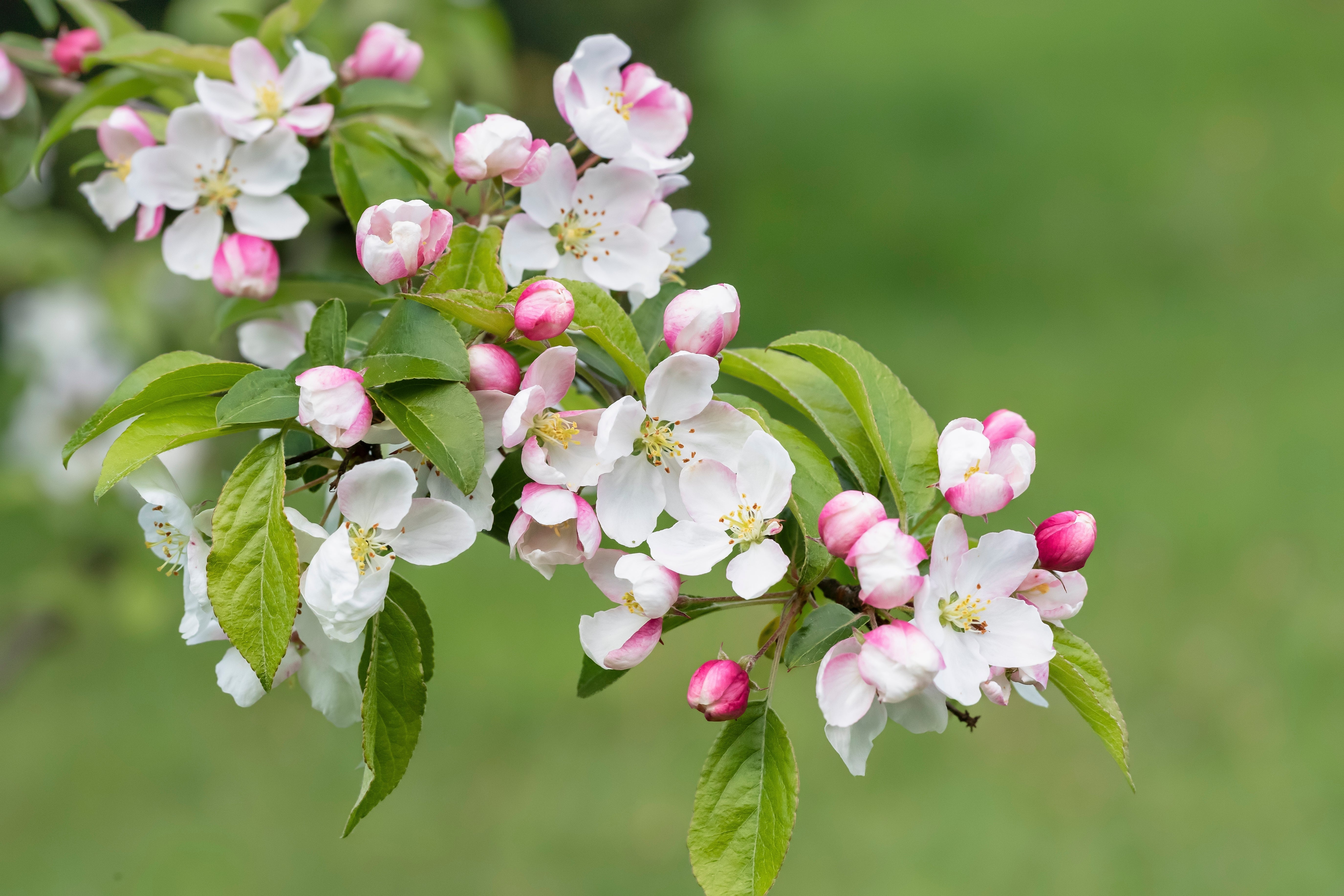 30 Sargent CRAB APPLE Shrub Hummingbird Flower White Red Malus Sargentii Seeds