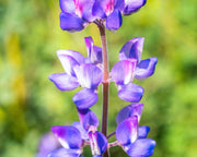 100 ARROYO LUPINE (Hollowleaf Lupine / Succulent Lupine) Lupinus Succulentus Flower Seeds