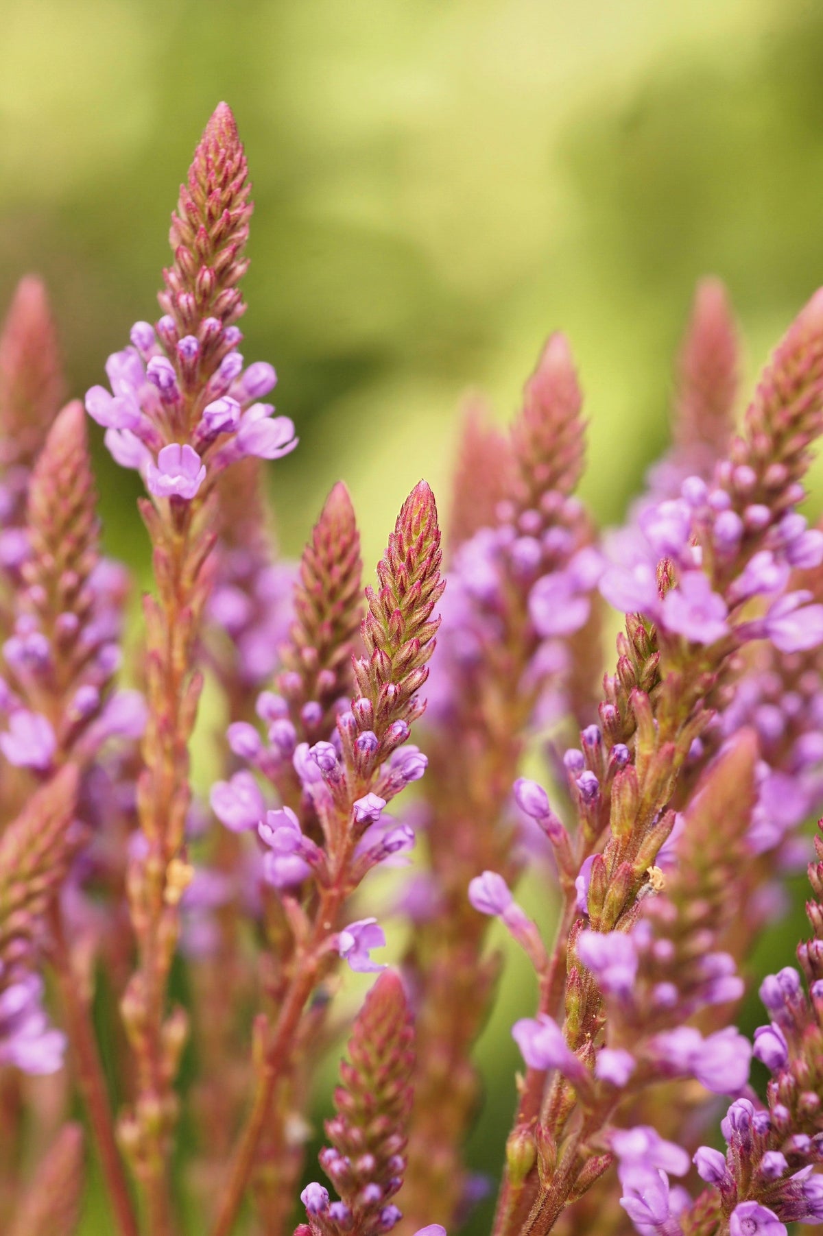 1000 Pink VERVAIN Verbena Hastata Rosea Flower Seeds