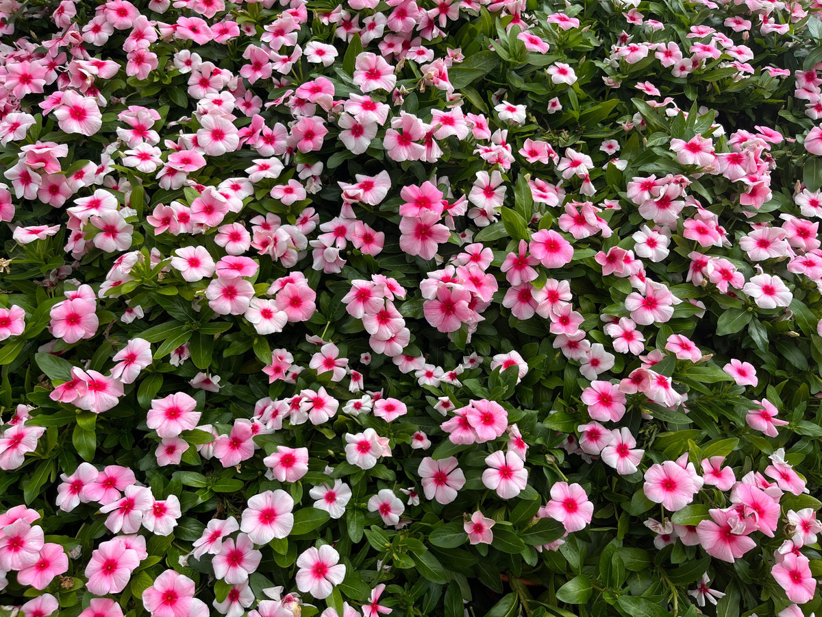 100 DWARF Little MIX PERIWINKLE / Vinca Rosea Flower Seeds