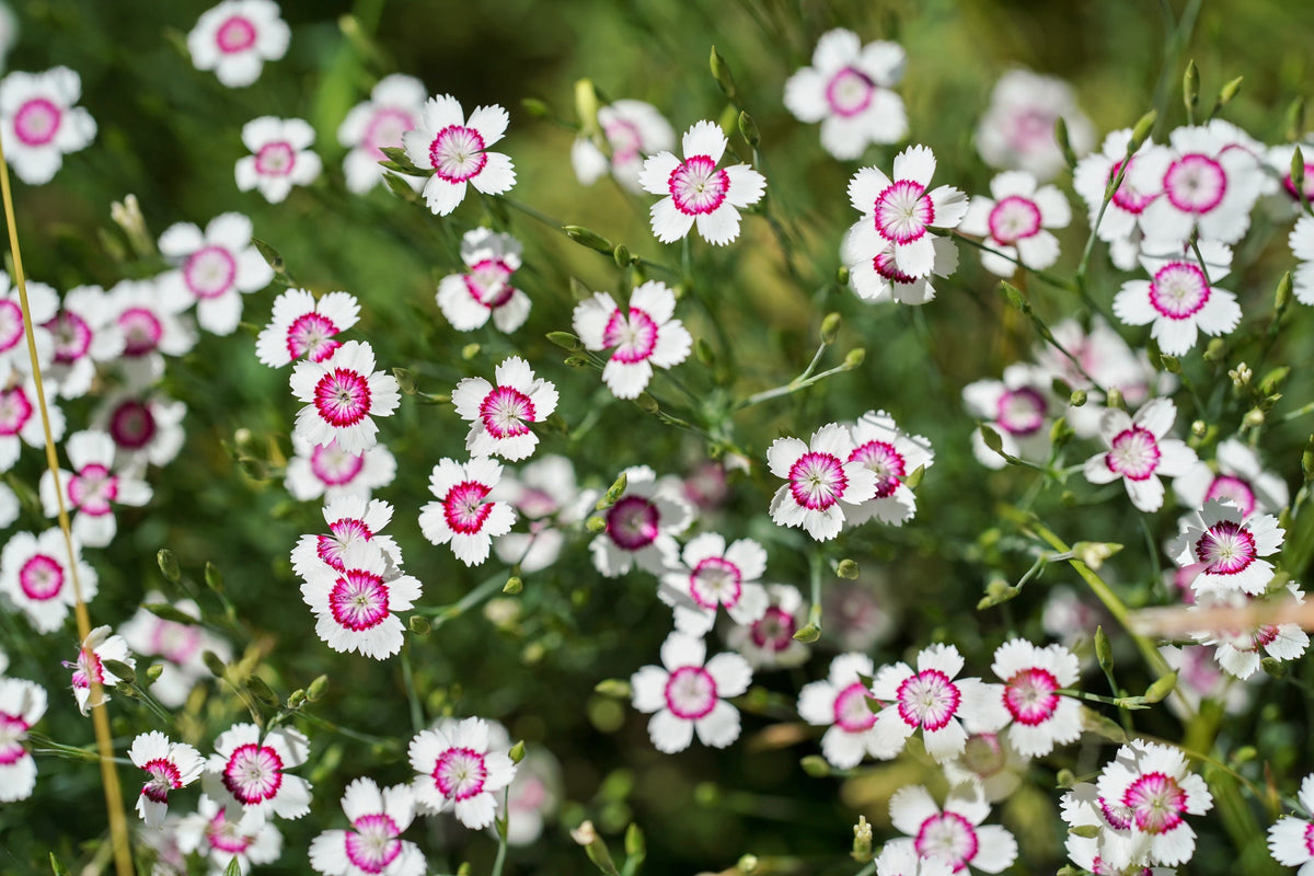 550 MAIDEN PINKS Mixed Colors Dianthus Deltoides Flower Seeds