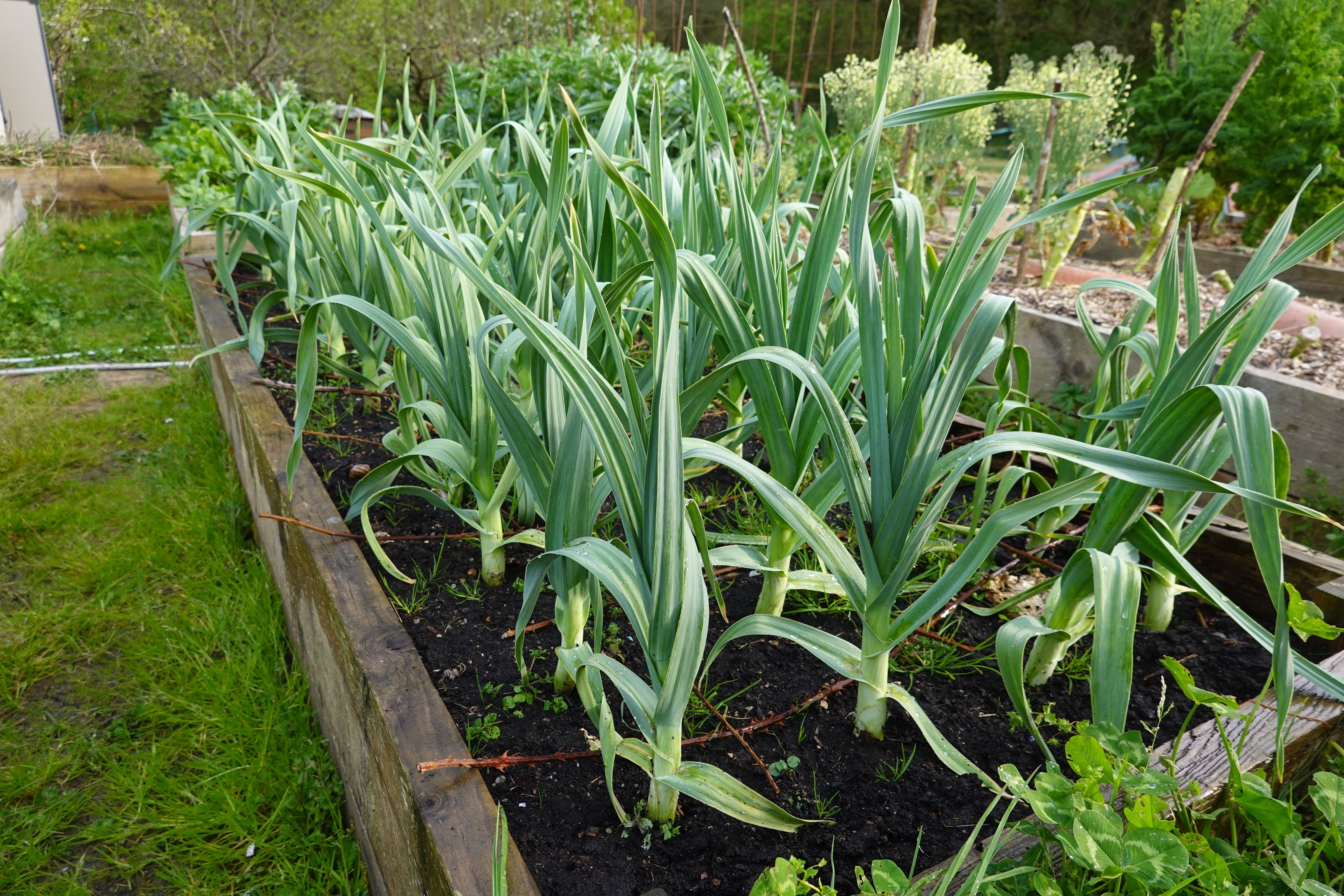 500 BROAD LONDON LEEK Allium Porrum Heirloom White & Green Vegetable Seeds