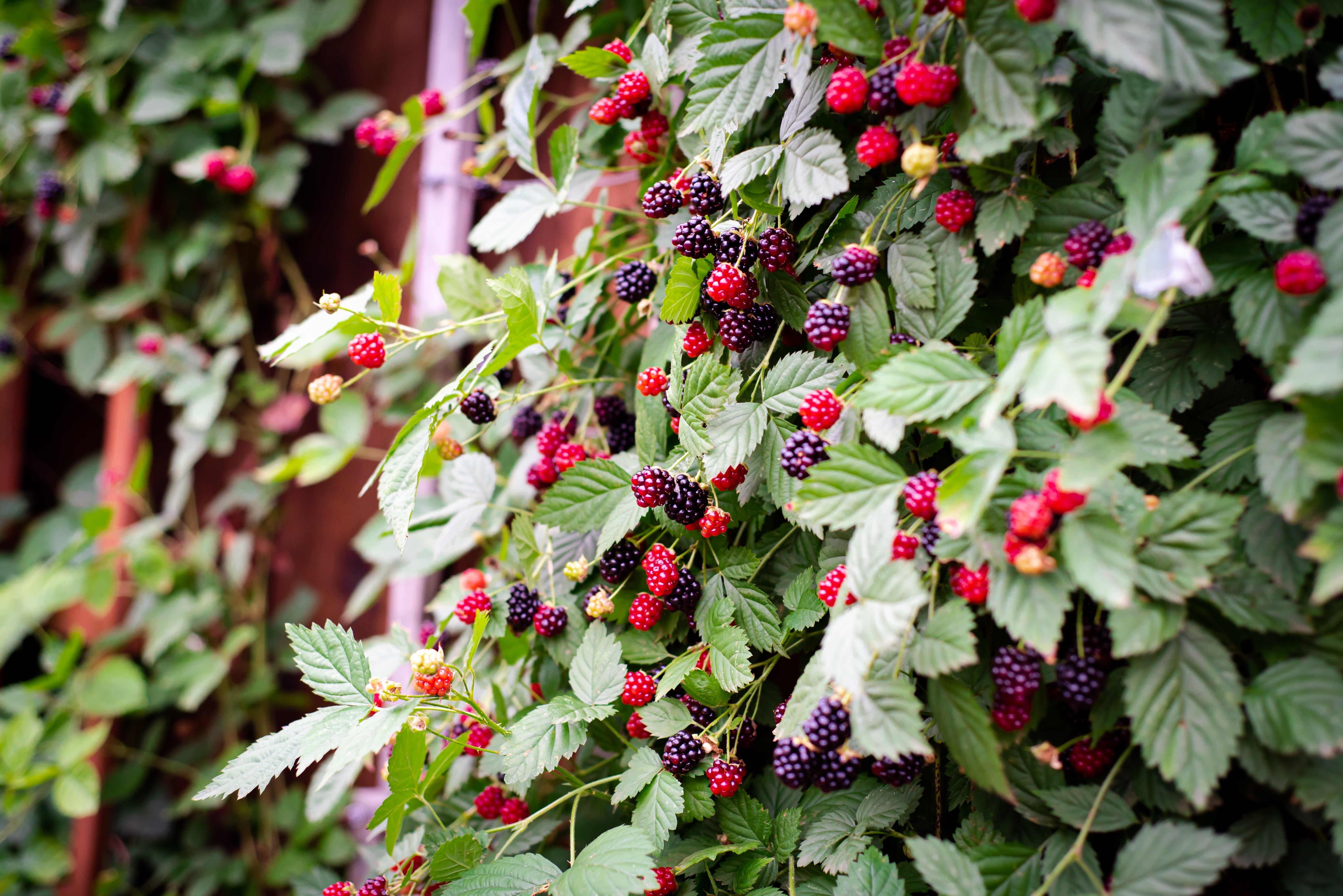 100 BLACKBERRY Fruit Bush Rubus Allegheniensis Seeds
