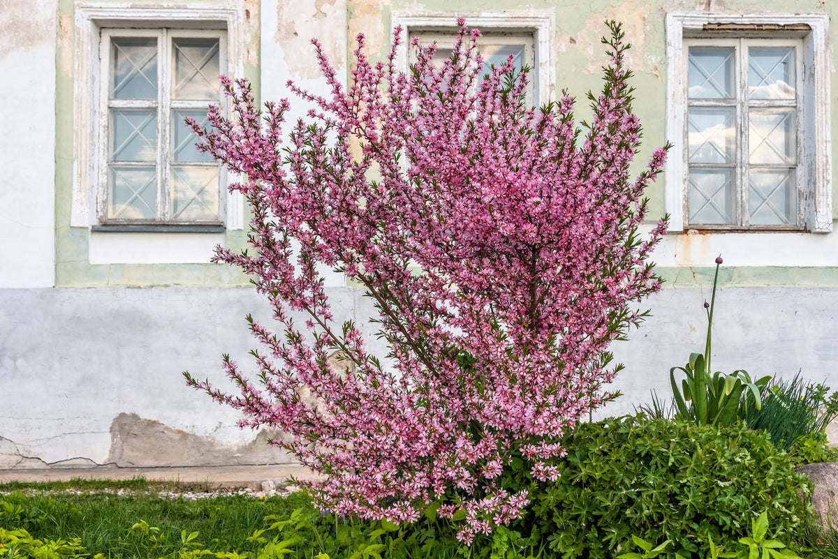 5 DWARF RUSSIAN ALMOND Prunus Tenella Rose Red Pink Fragrant Flower Shrub Seeds