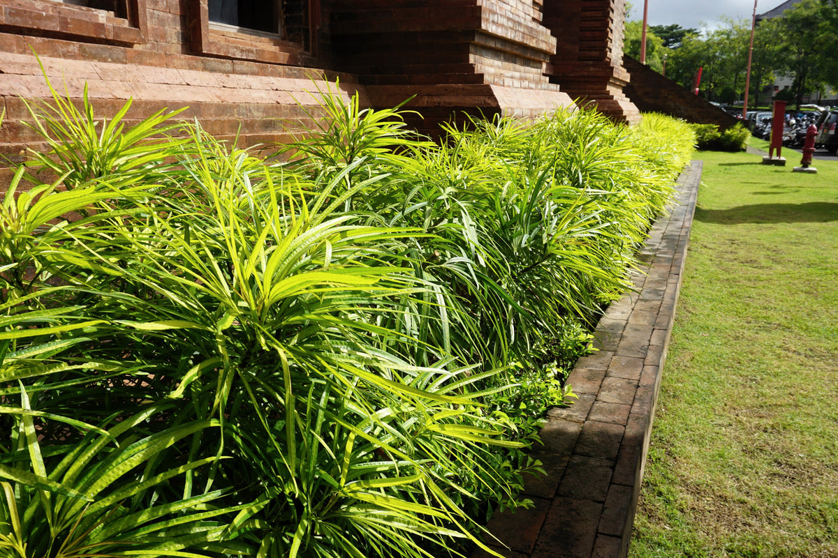 5 LILYTURF Liriope Muscari aka Big Blue Lily Turf / Monkey Grass Flower Seeds