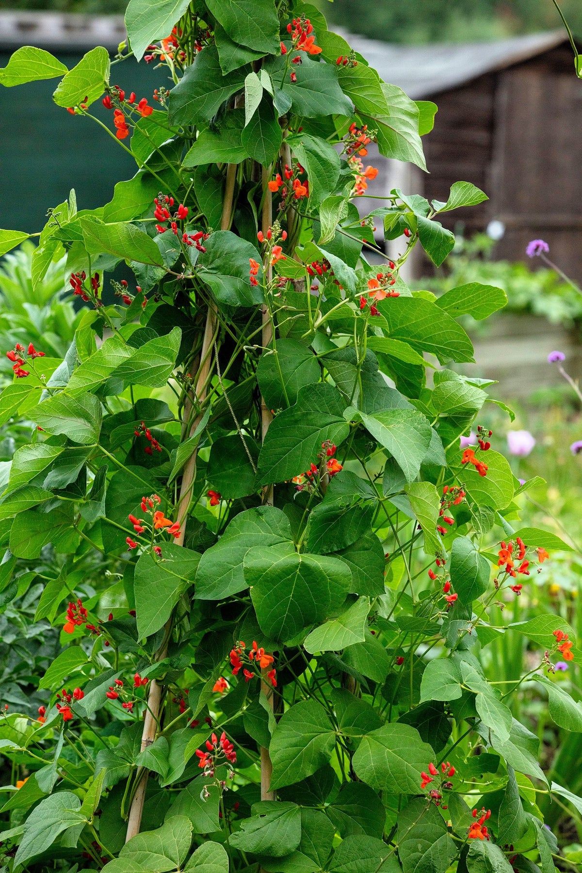 25 SCARLET RUNNER Pole BEAN Ornamental Red Flowers Phaseolus Vulgaris Vegetable Seeds