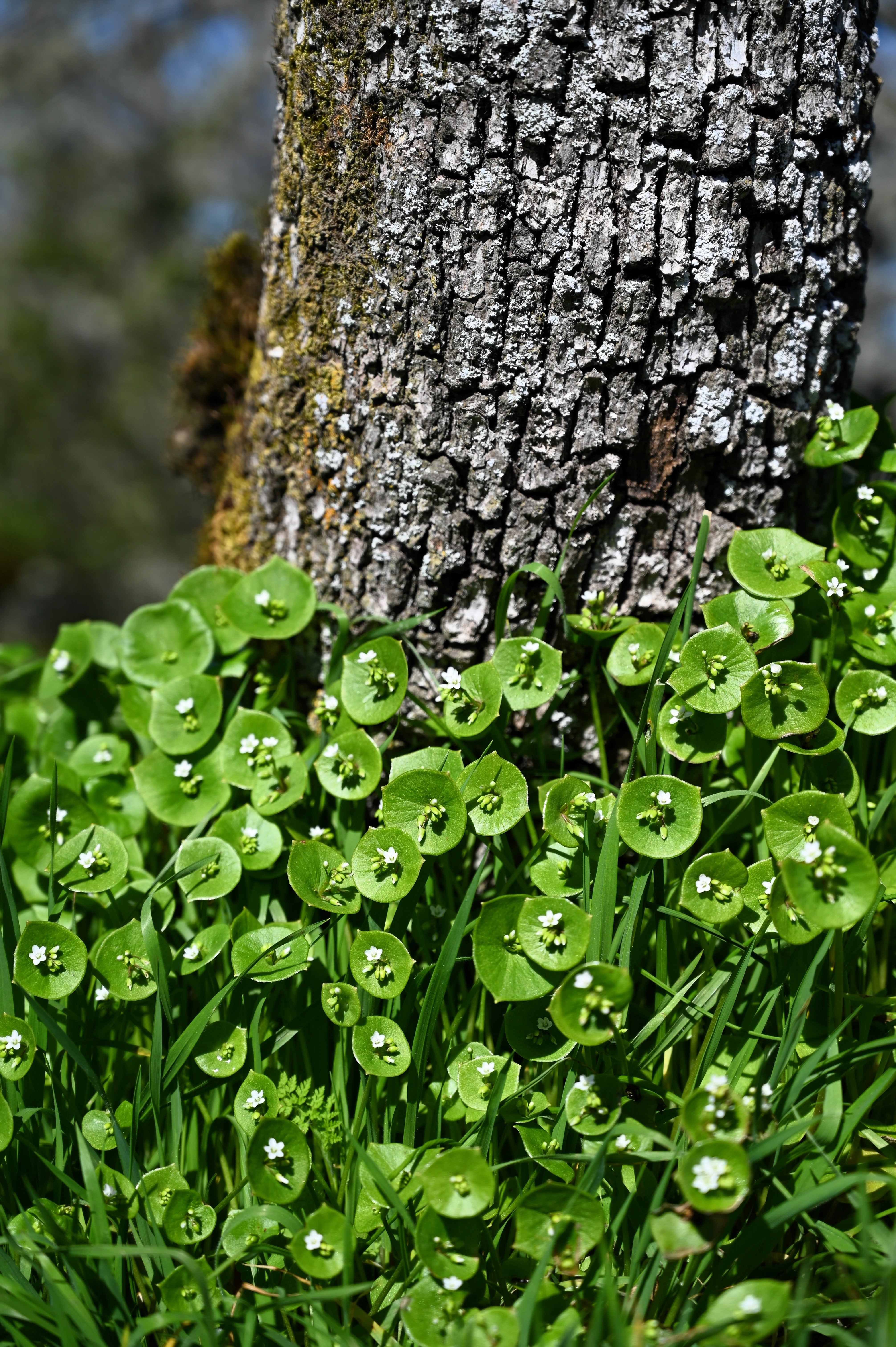 100 MINER'S LETTUCE Winter Purslane Spinach Claytonia Perfoliata Vegetable Seeds