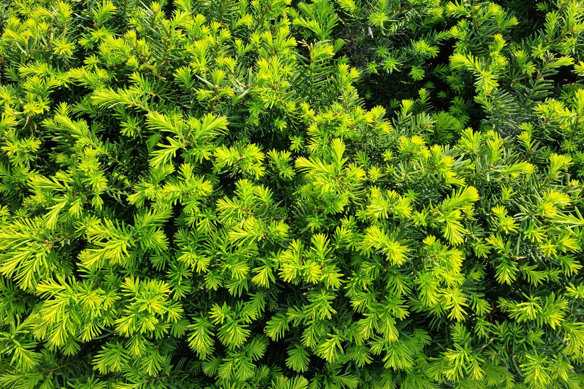 10 ENGLISH YEW Taxus Baccata Tree Shrub Conifer Sun or Shade Red Ornamental Berry Seeds