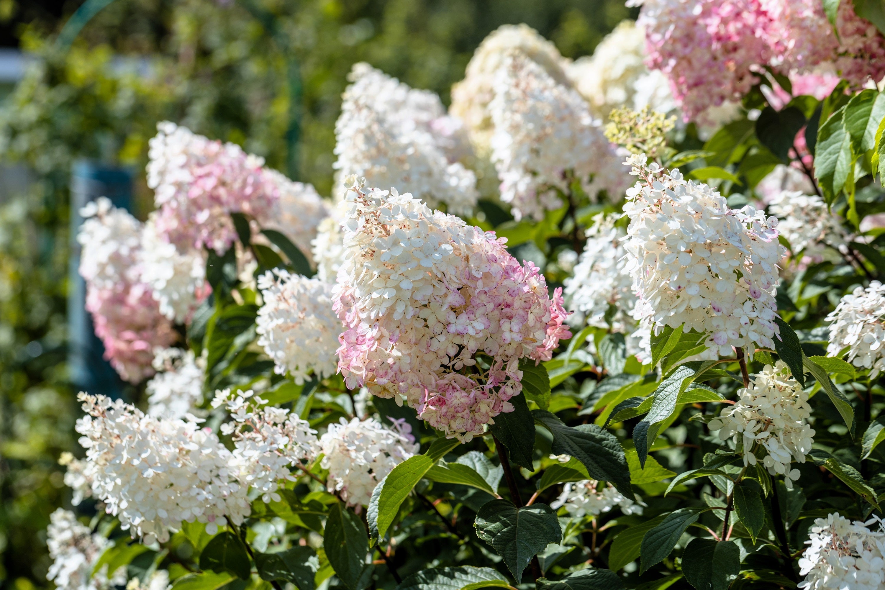 50 PEE GEE HYDRANGEA Paniculata Peegee Panicle White Pink Flower Shrub Seeds