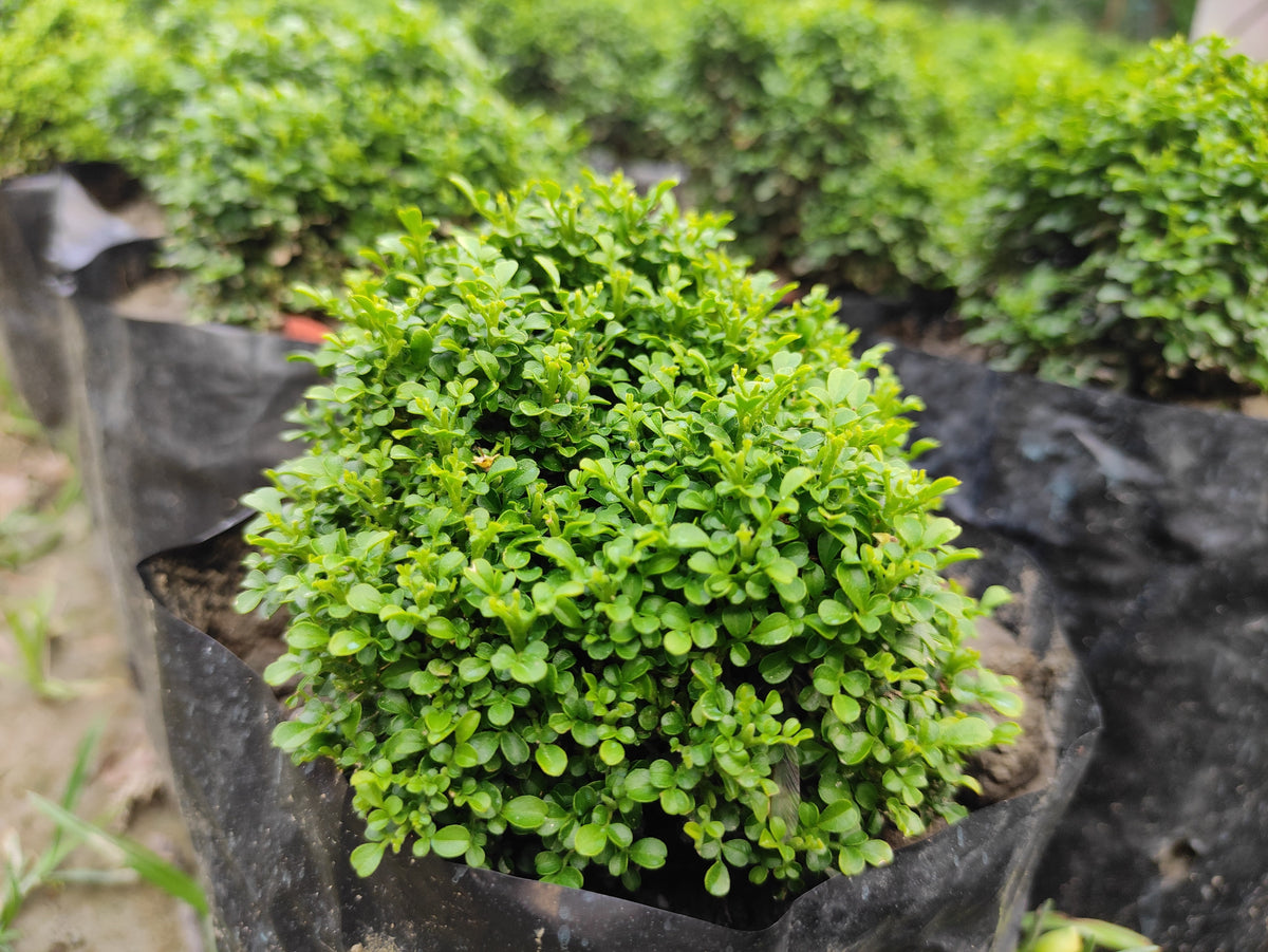 40 LITTLELEAF BOXWOOD Korean Buxus Microphylla Koreana Shrub Seeds