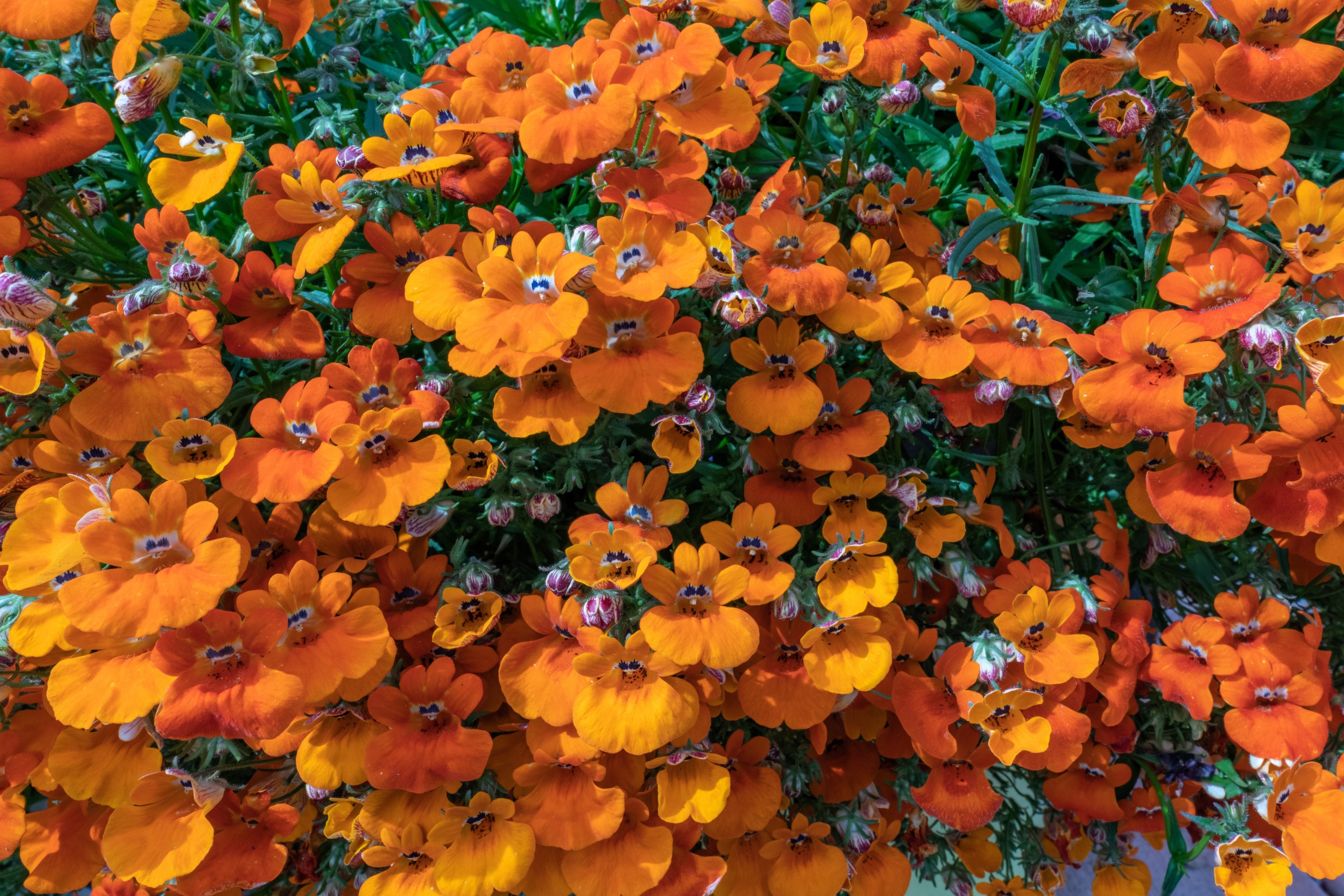 50 ORANGE PRINCE NEMESIA Strumosa Flower Seeds