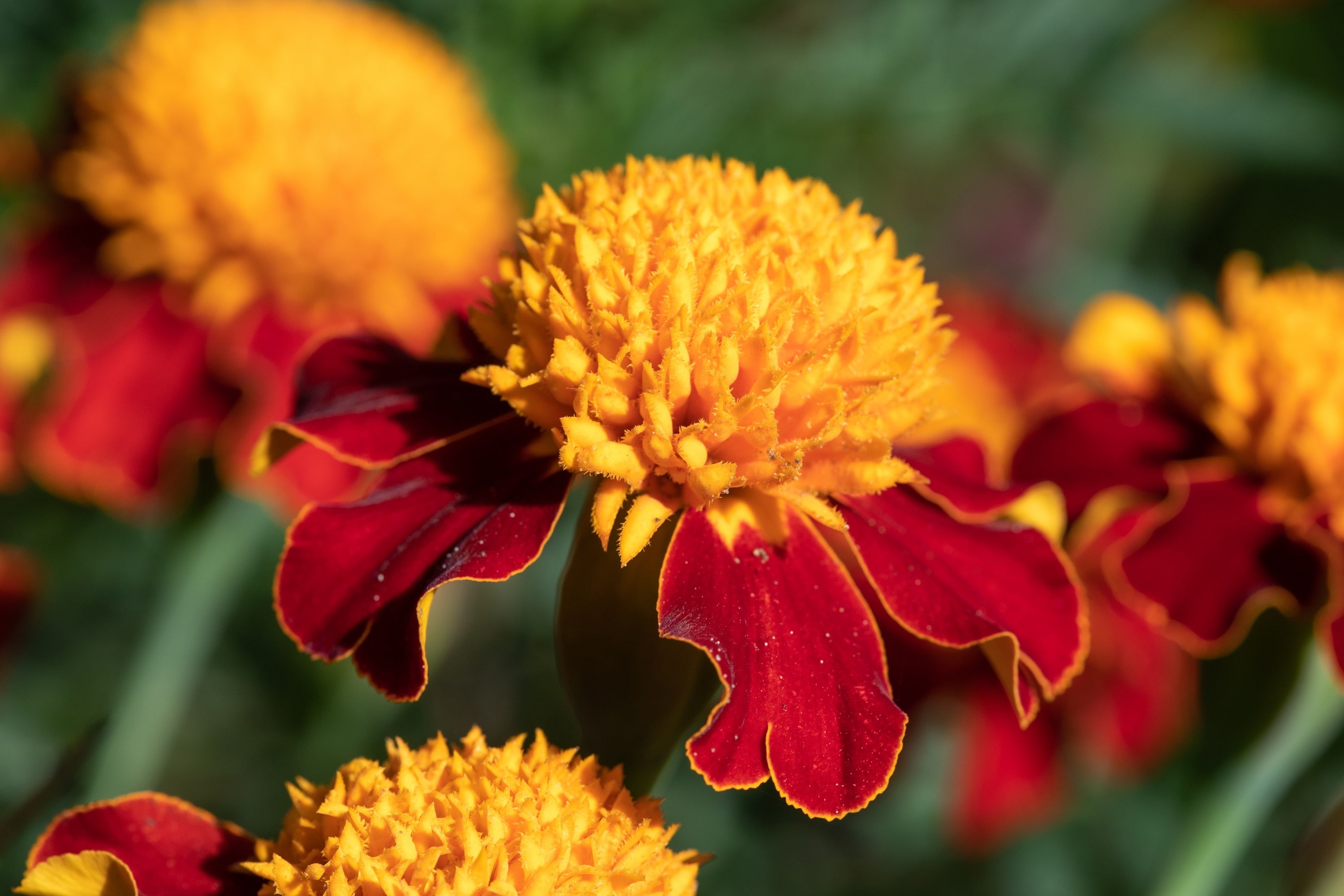 250 DWARF DOUBLE MARIGOLD ' Orange Flame ' Tagetes Patula French Red Flower Seeds