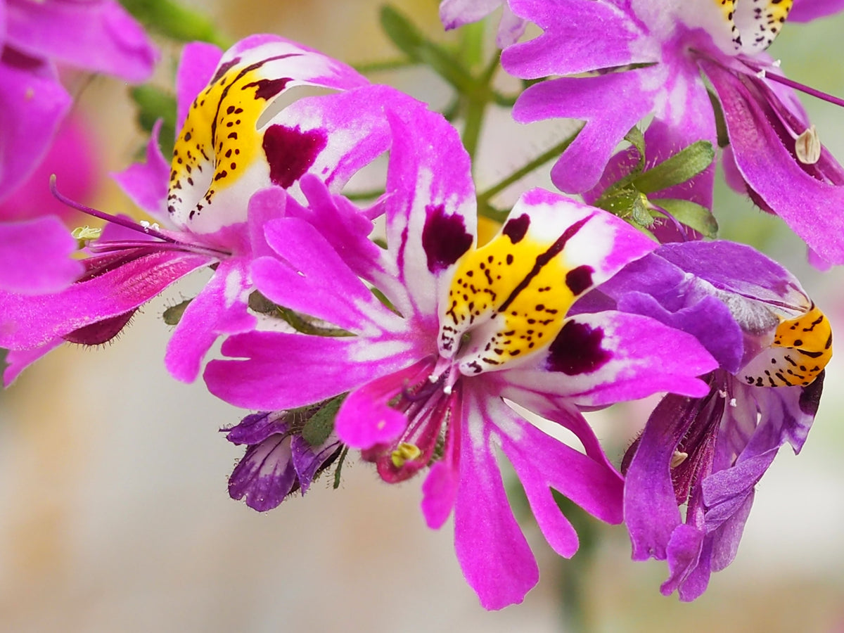 200 Mixed Colors BUTTERFLY ORCHID (Poor Mans Orchid / Angel Wings) Schizanthus Wisetonensis Flower Seeds