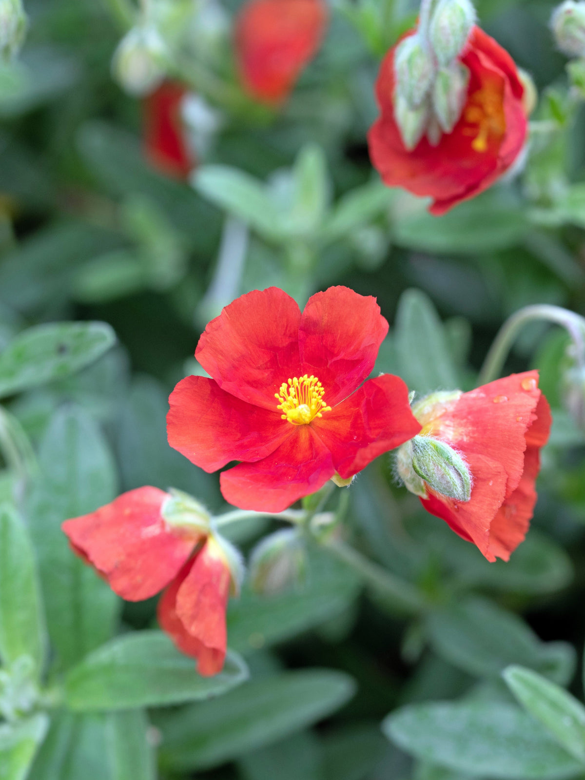 20 SCARLET GLOBEMALLOW Sphaeralcea Coccinea Cowboy's Delight Native Red Prairie Mallow Flower Seeds
