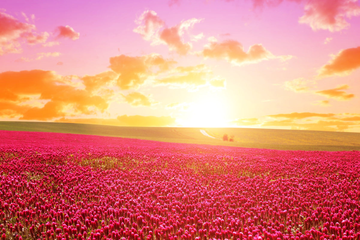 3000 CRIMSON CLOVER (Carnation, French, or Italian Clover) Trifolium Incarnatum Flower Seeds