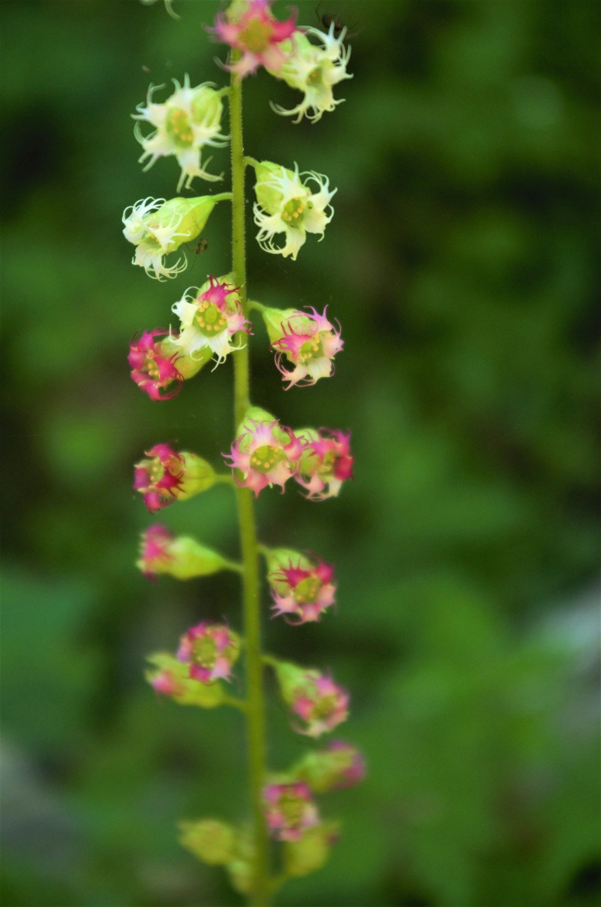25 FRINGECUP Tellima Grandiflora Odorata Bigflower Fringe Cup Pink Flower Seeds