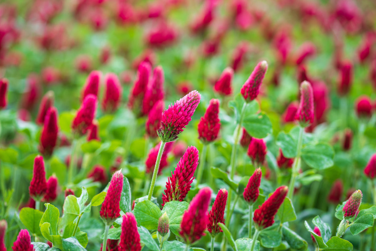 3000 CRIMSON CLOVER (Carnation, French, or Italian Clover) Trifolium Incarnatum Flower Seeds