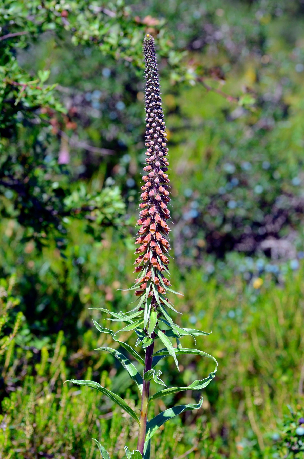 20 MILK CHOCOLATE FOXGLOVE Spanish Digitalis Parviflora Red Brown Flower Seeds