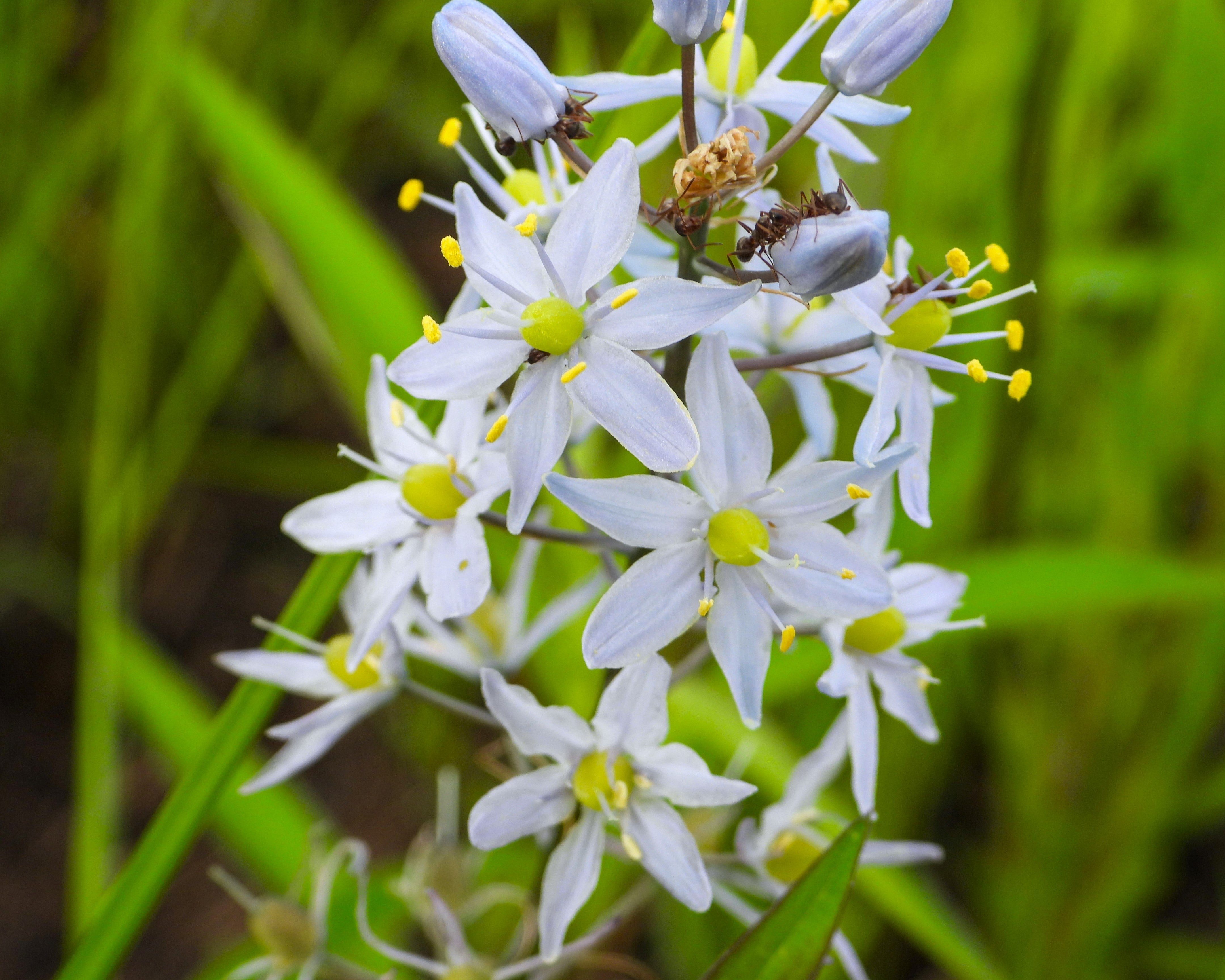 25 Blue WILD HYACINTH Camassia Scilloides Eastern Camas Lily Native Flower Seeds