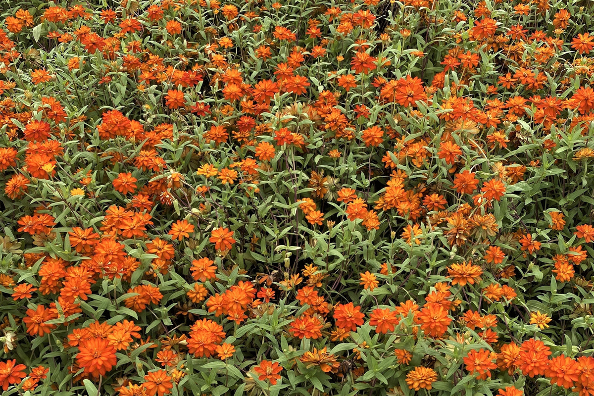 250 ORANGE KING ZINNIA Elegans Flower Seeds