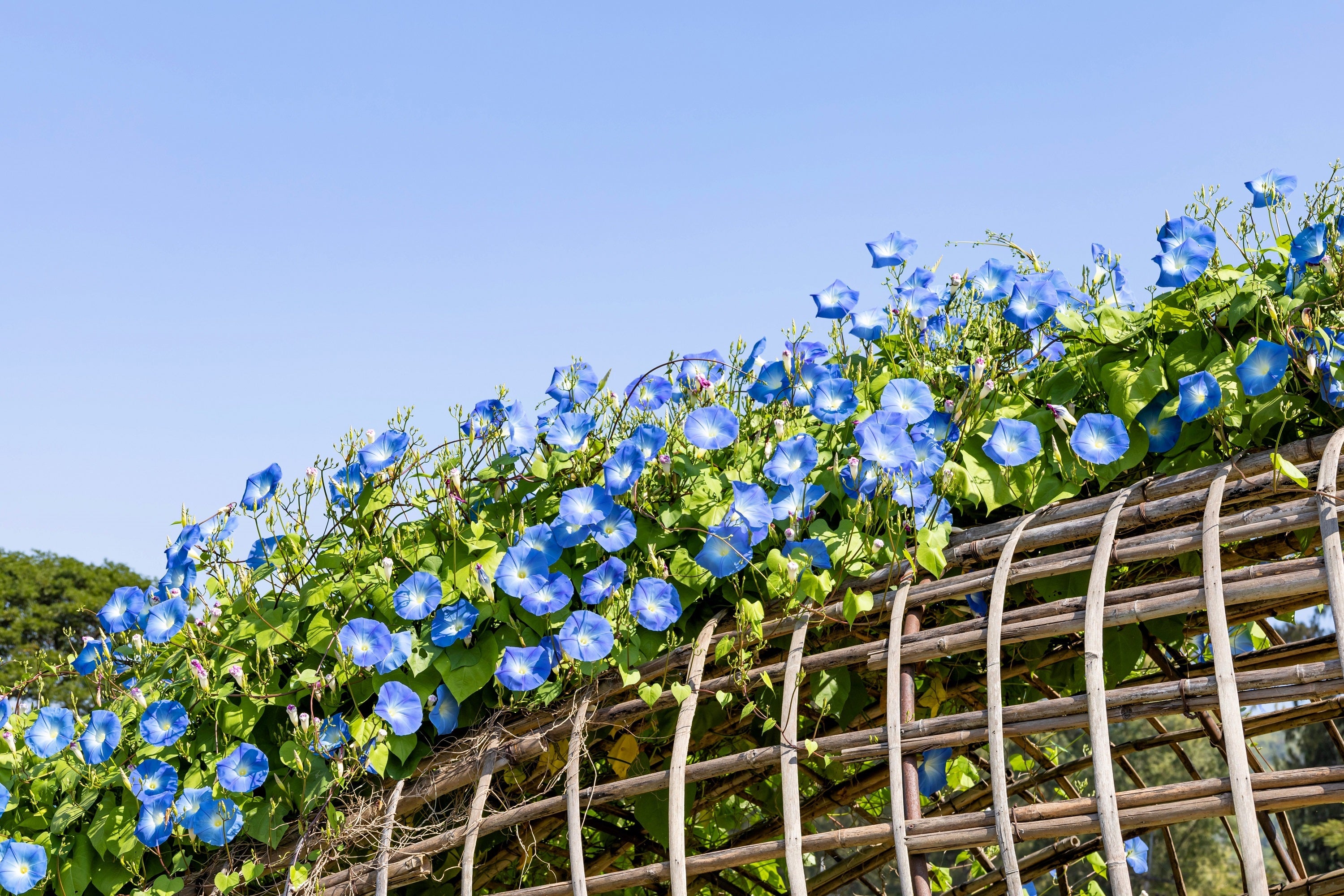 50 Heavenly BLUE MORNING GLORY Ipomoea Tricolor Vine Flower Seeds