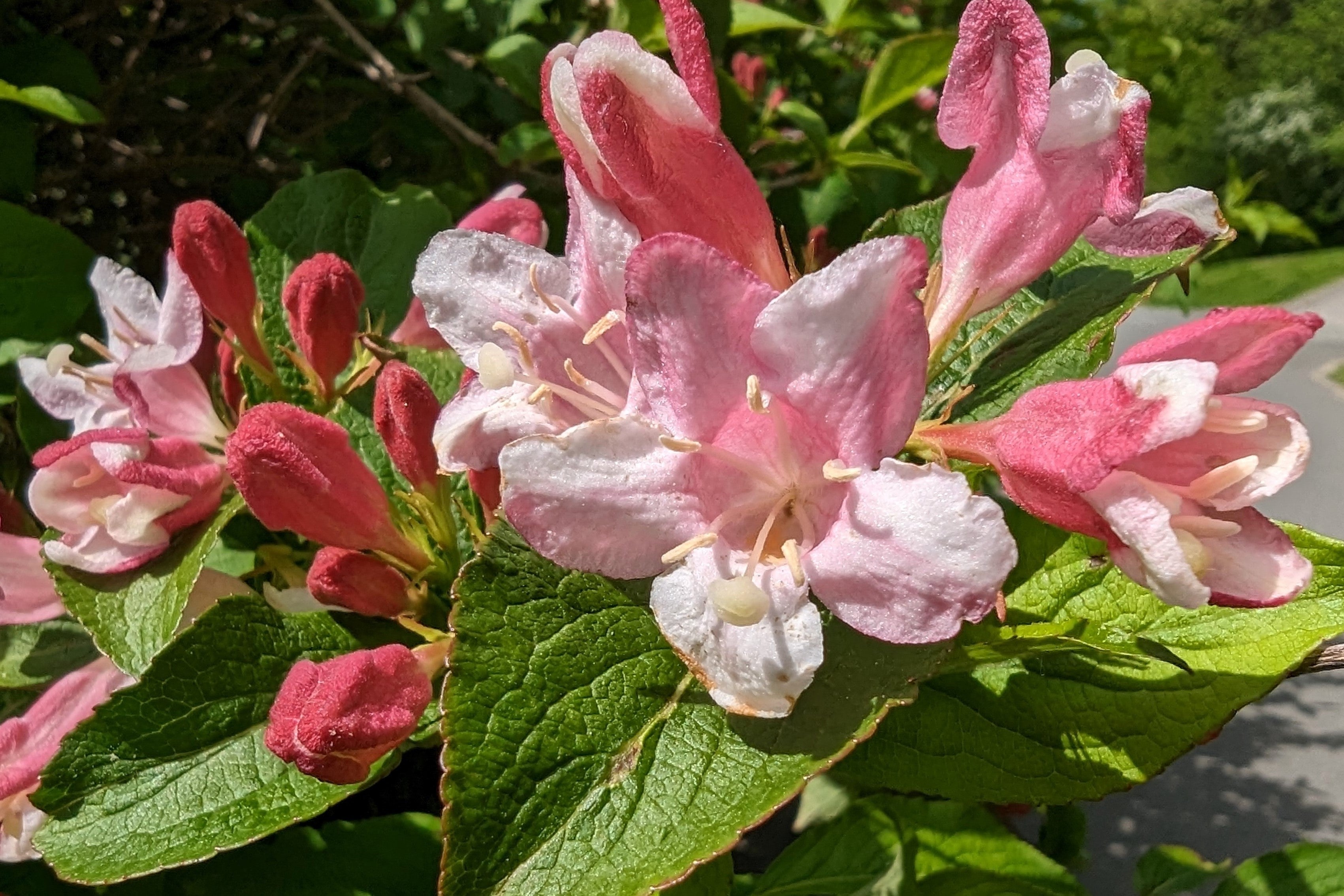 50 OLD FASHIONED WEIGELA Florida Bush Shrub Flower Seeds