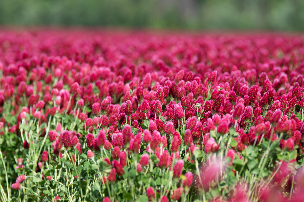3000 CRIMSON CLOVER (Carnation, French, or Italian Clover) Trifolium Incarnatum Flower Seeds