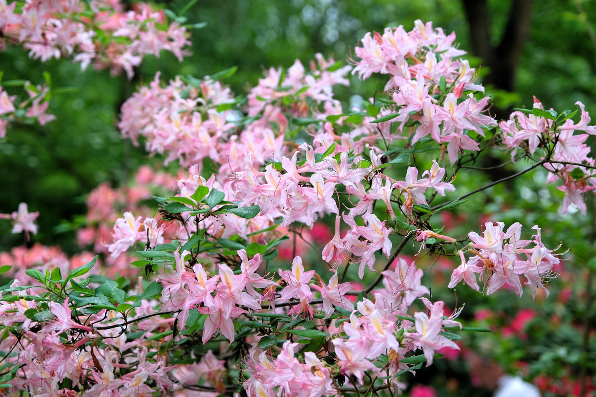 20 WESTERN AZALEA Pink White Yellow Shrub Flower Rhododendron Occidentale Seeds