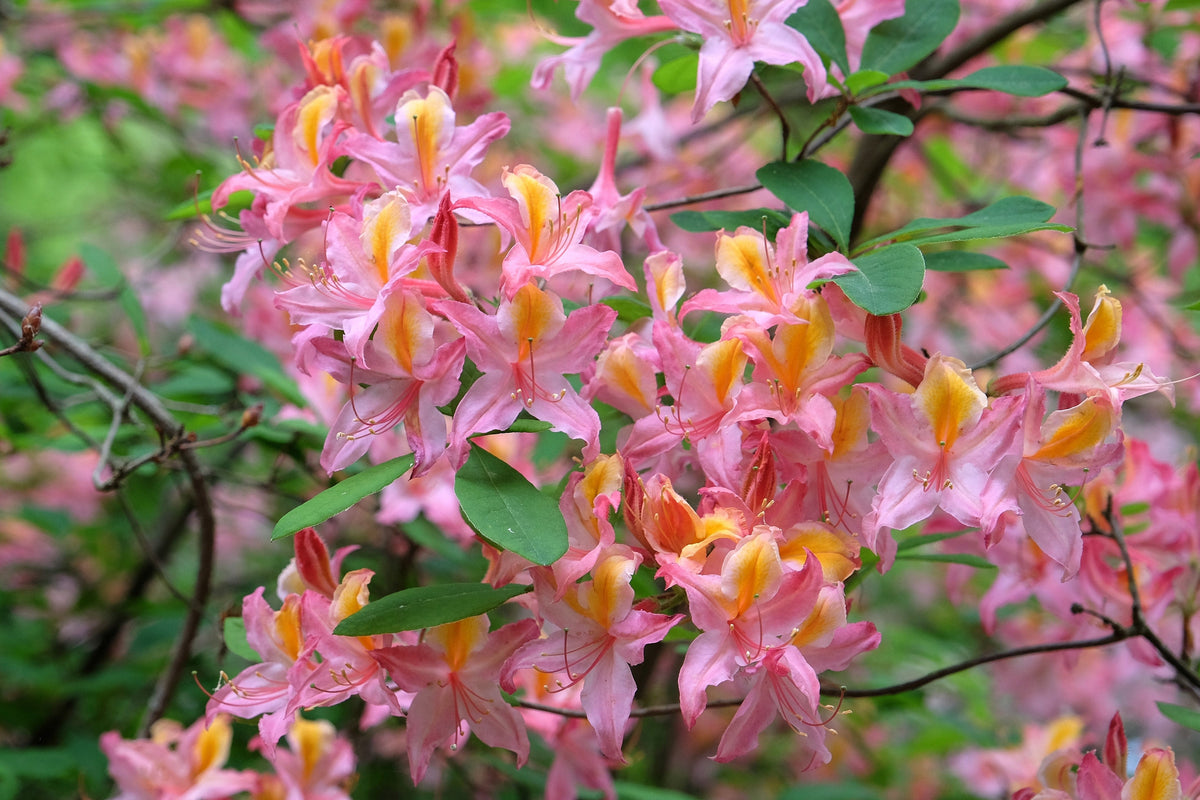 20 WESTERN AZALEA Pink White Yellow Shrub Flower Rhododendron Occidentale Seeds