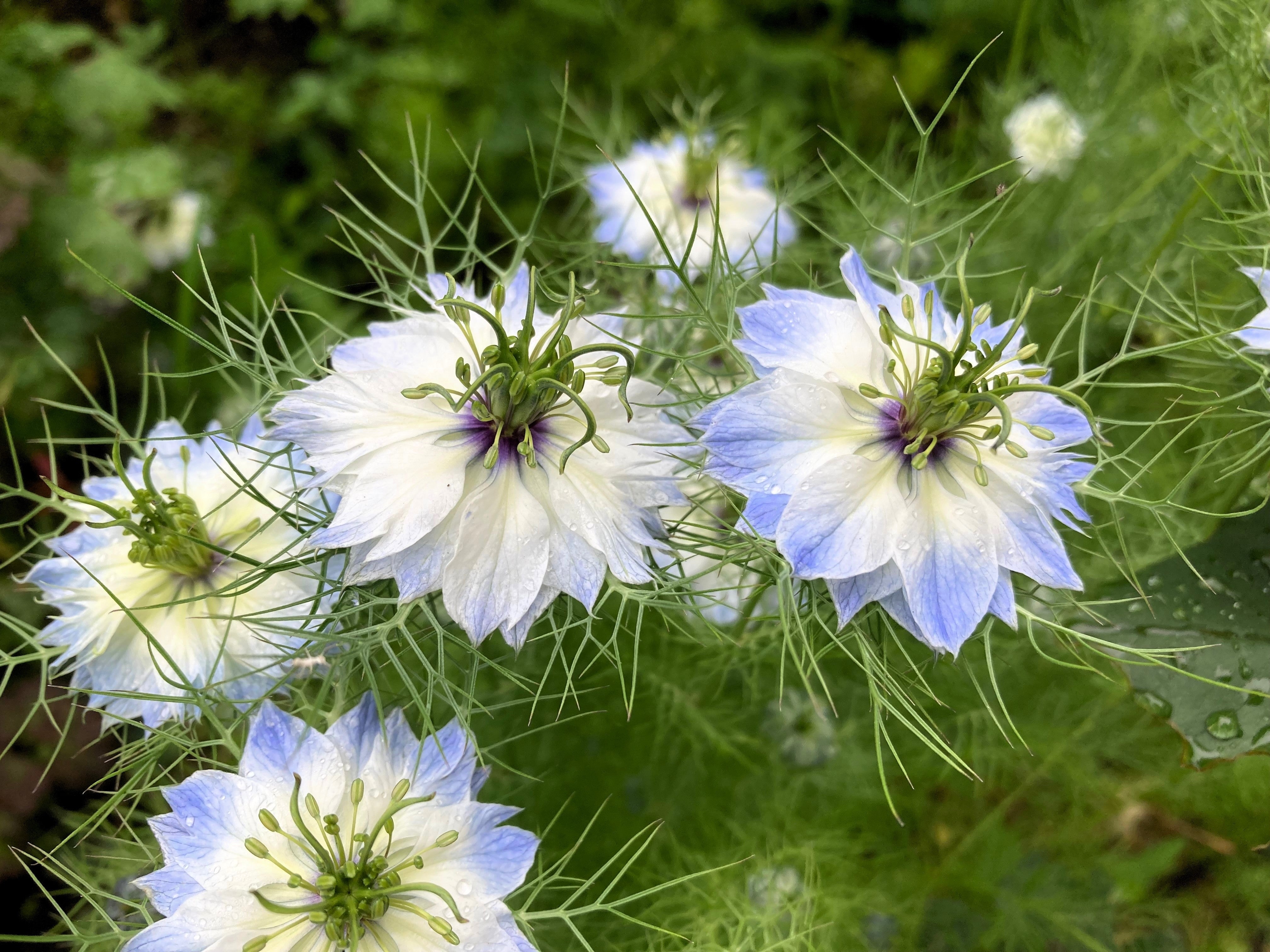 500 LOVE In A MIST PERSIAN Jewels Mixed Colors (Fennel Flower) Nigella Damascena Flower Seeds