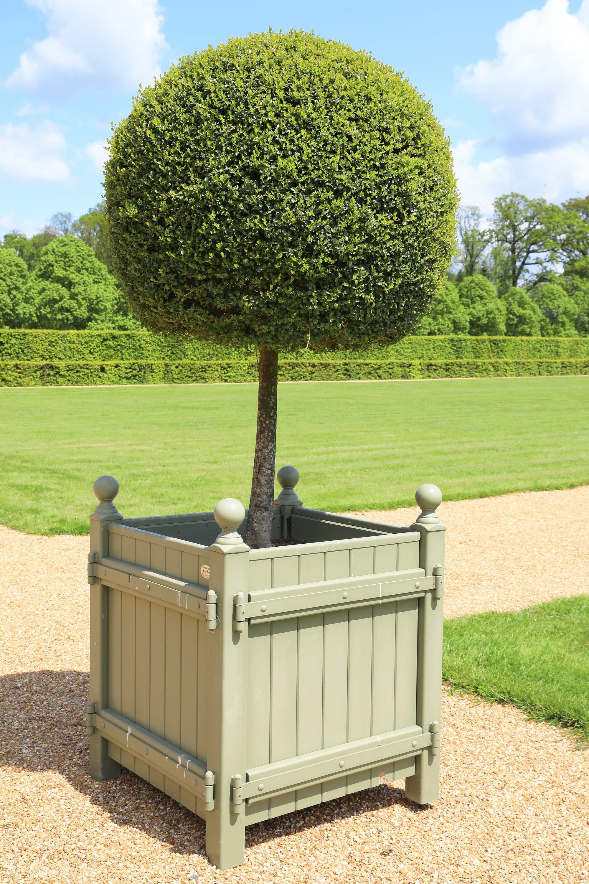 30 AMERICAN BOXWOOD Common Buxus Sempervirens European Box Shrub Seeds