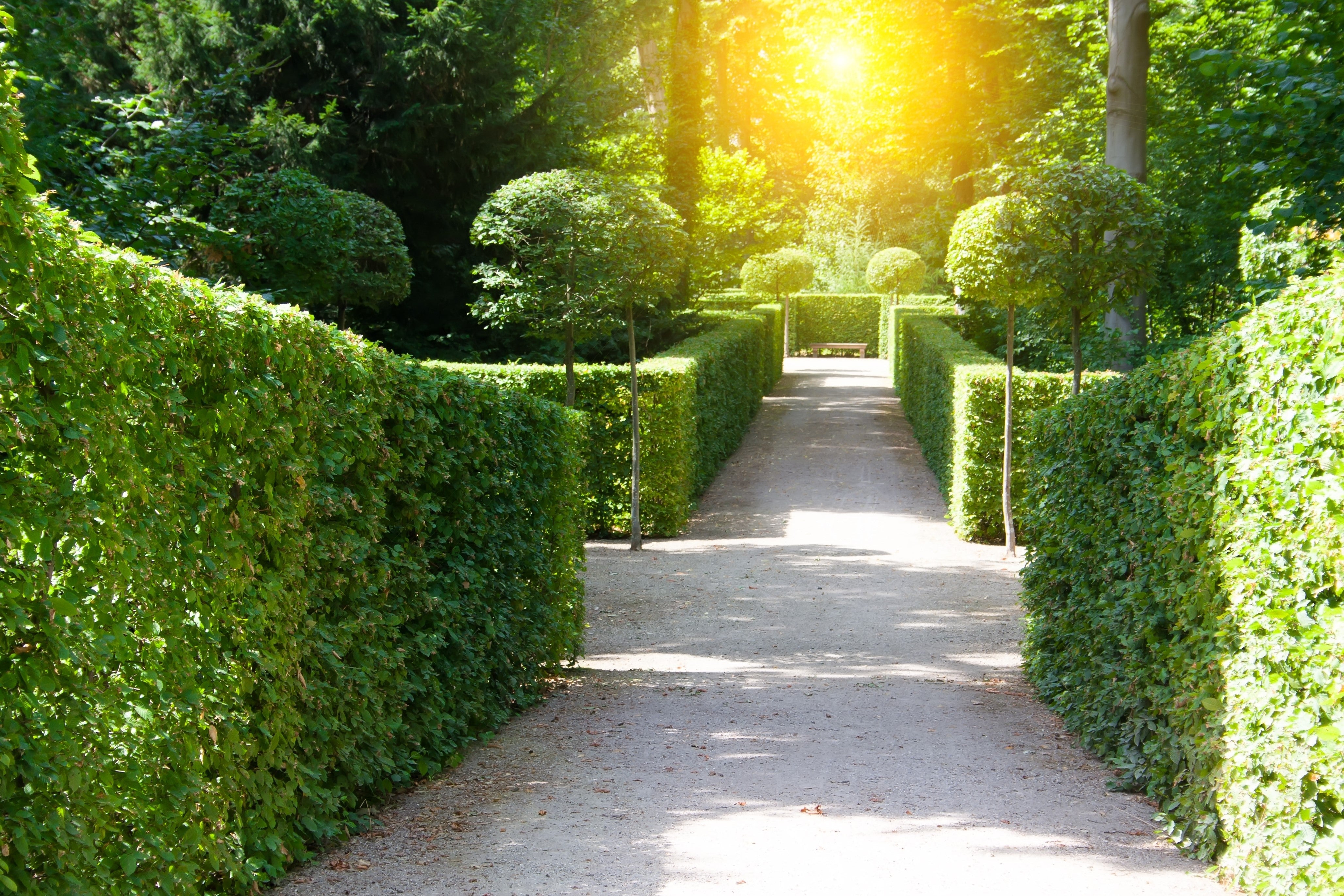 30 AMERICAN BOXWOOD Common Buxus Sempervirens European Box Shrub Seeds