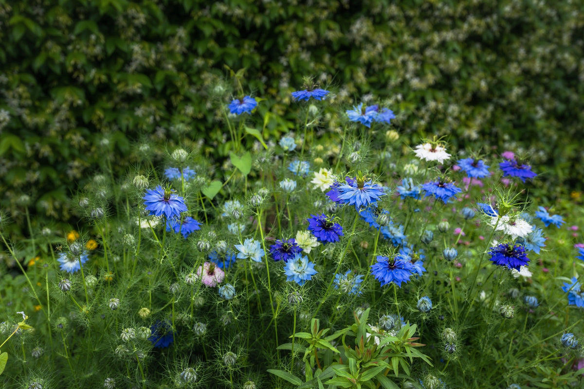 400 Blue & White LOVE IN A MIST Nigella Damascena Fennel Flower Seeds