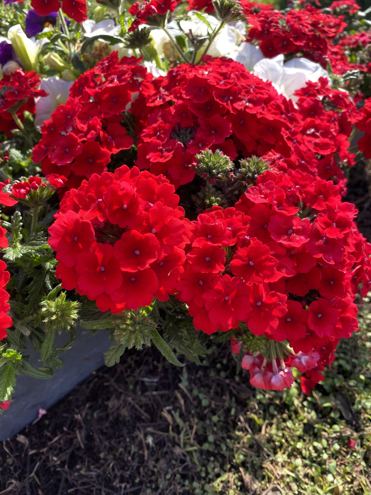 50 SCARLET VERBENA Red Nana Compacta Fragrant Flower Seeds