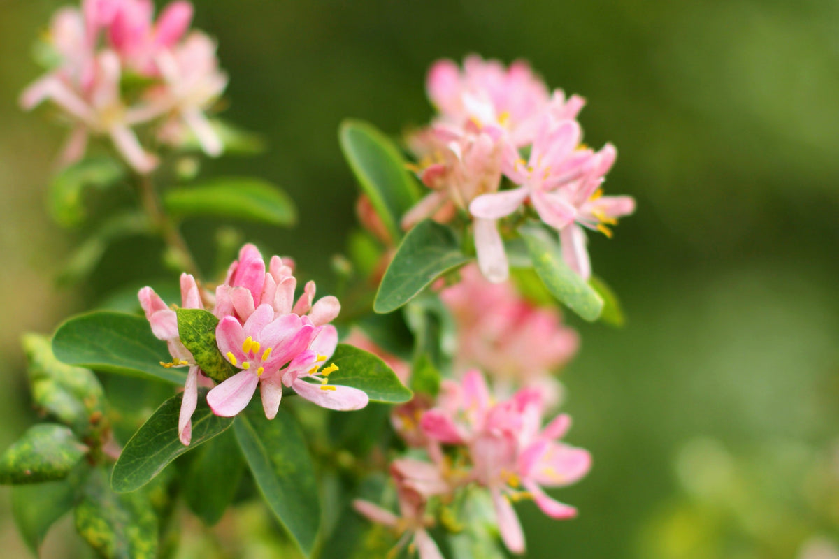 50 Tatarian Asian HONEYSUCKLE Lonicera Tatarica Pink Flower Shrub Bush Seeds