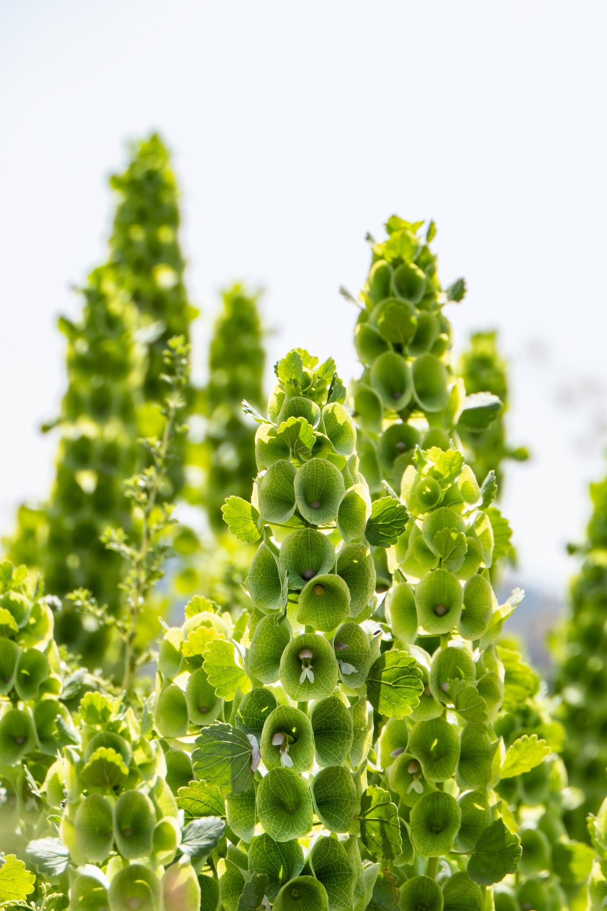 150 BELLS OF IRELAND ( Lady In The Bathtub / Shell Flower ) Moluccella Laevis Green Flower Seeds