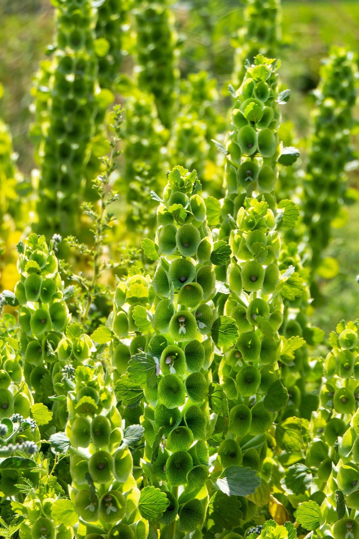 150 BELLS OF IRELAND ( Lady In The Bathtub / Shell Flower ) Moluccella Laevis Green Flower Seeds