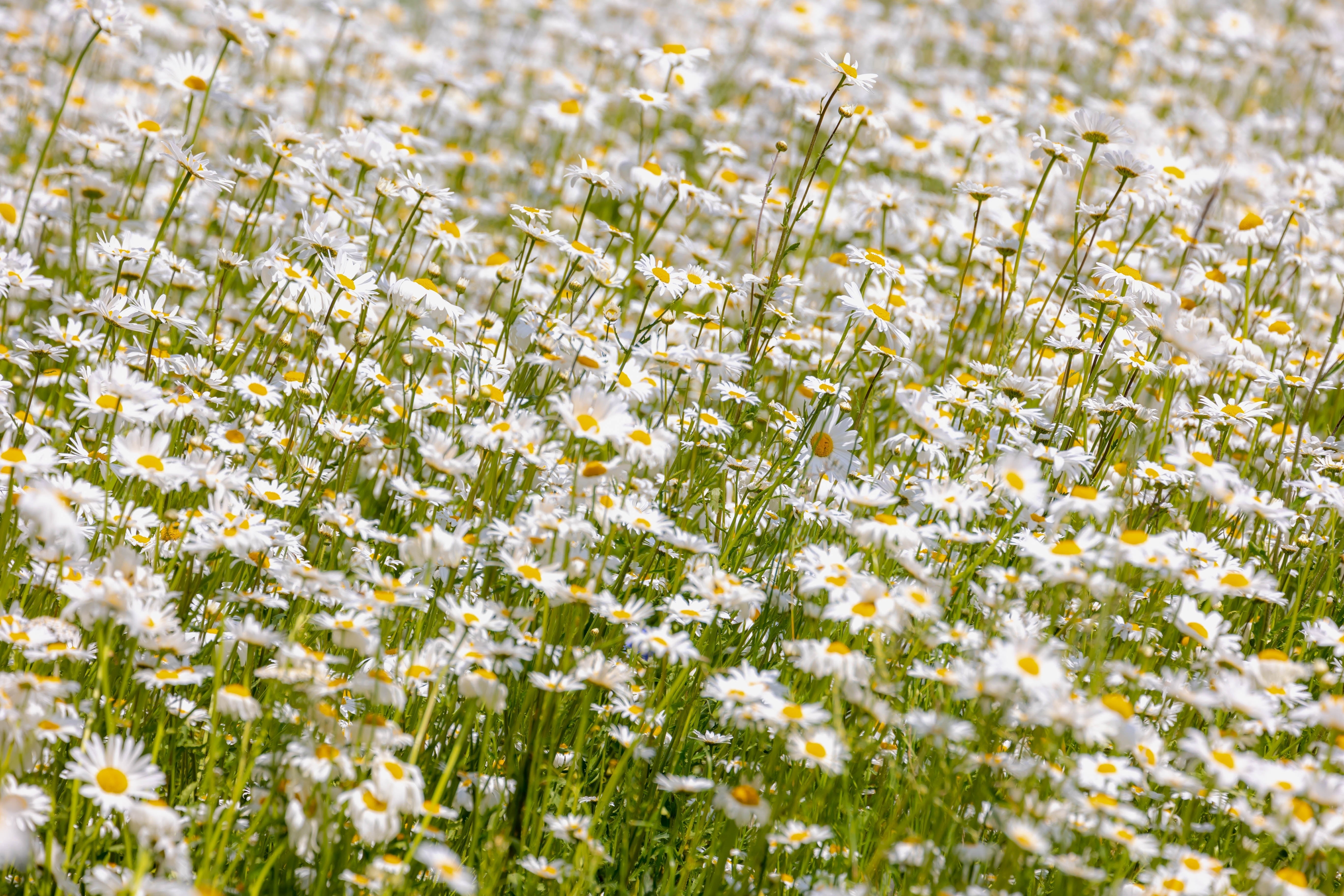 1000 DWARF White SHASTA DAISY Chrysanthemum Maximum Flower Seeds