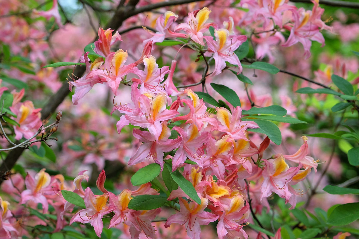 20 WESTERN AZALEA Pink White Yellow Shrub Flower Rhododendron Occidentale Seeds